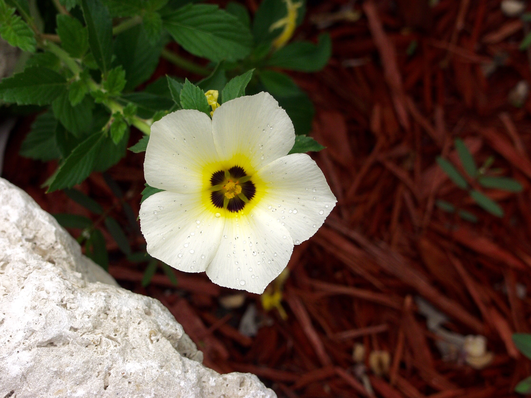 Olympus E-10 sample photo. Flower photography