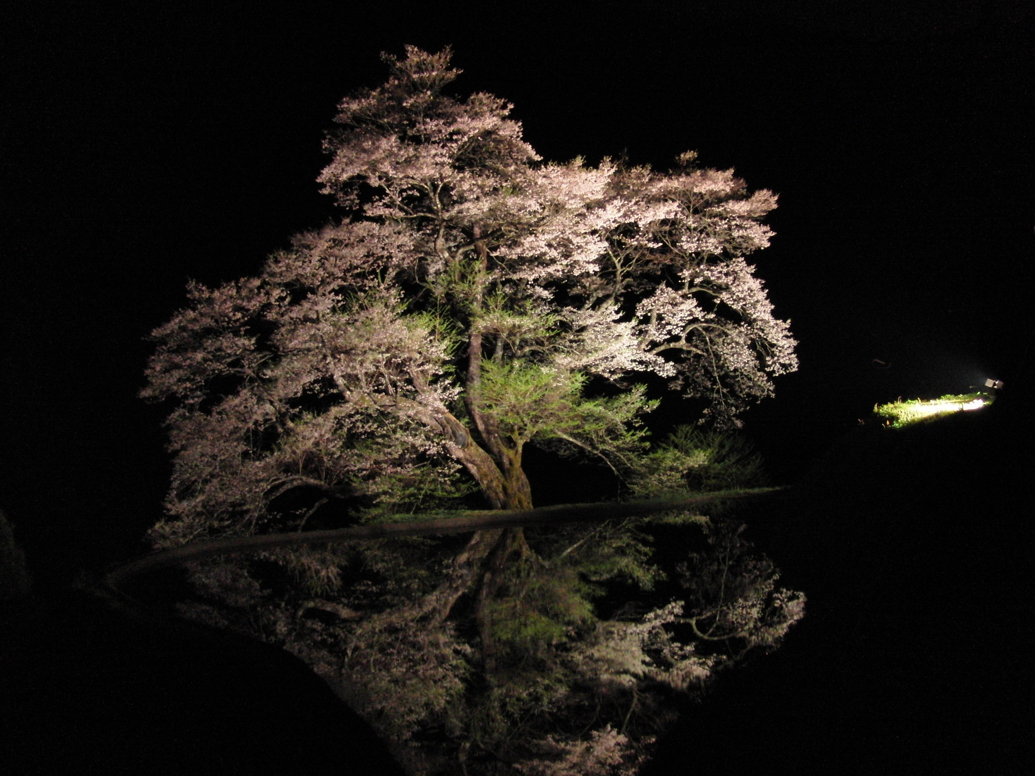 CASIO EX-FC100 sample photo. 夜の駒つなぎの桜 photography