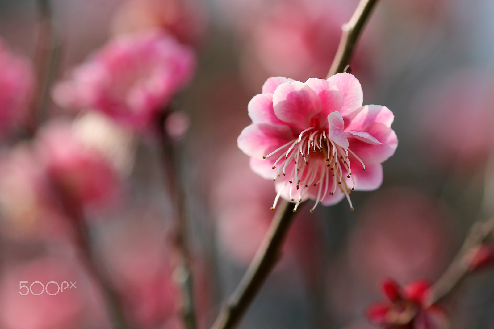 Sigma 105mm F2.8 EX DG OS HSM sample photo. Precious pink photography