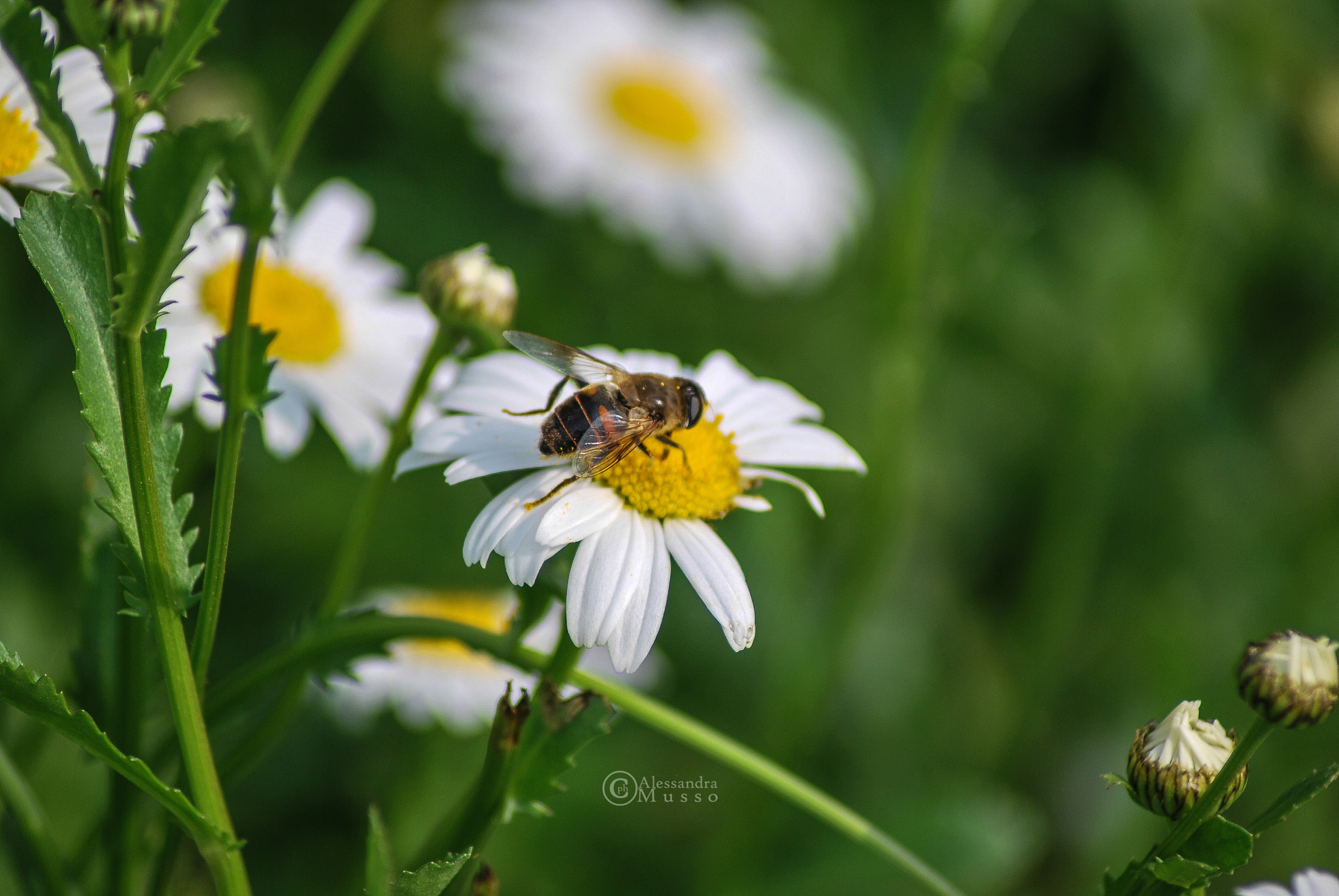Nikon D60 sample photo. Slurp photography