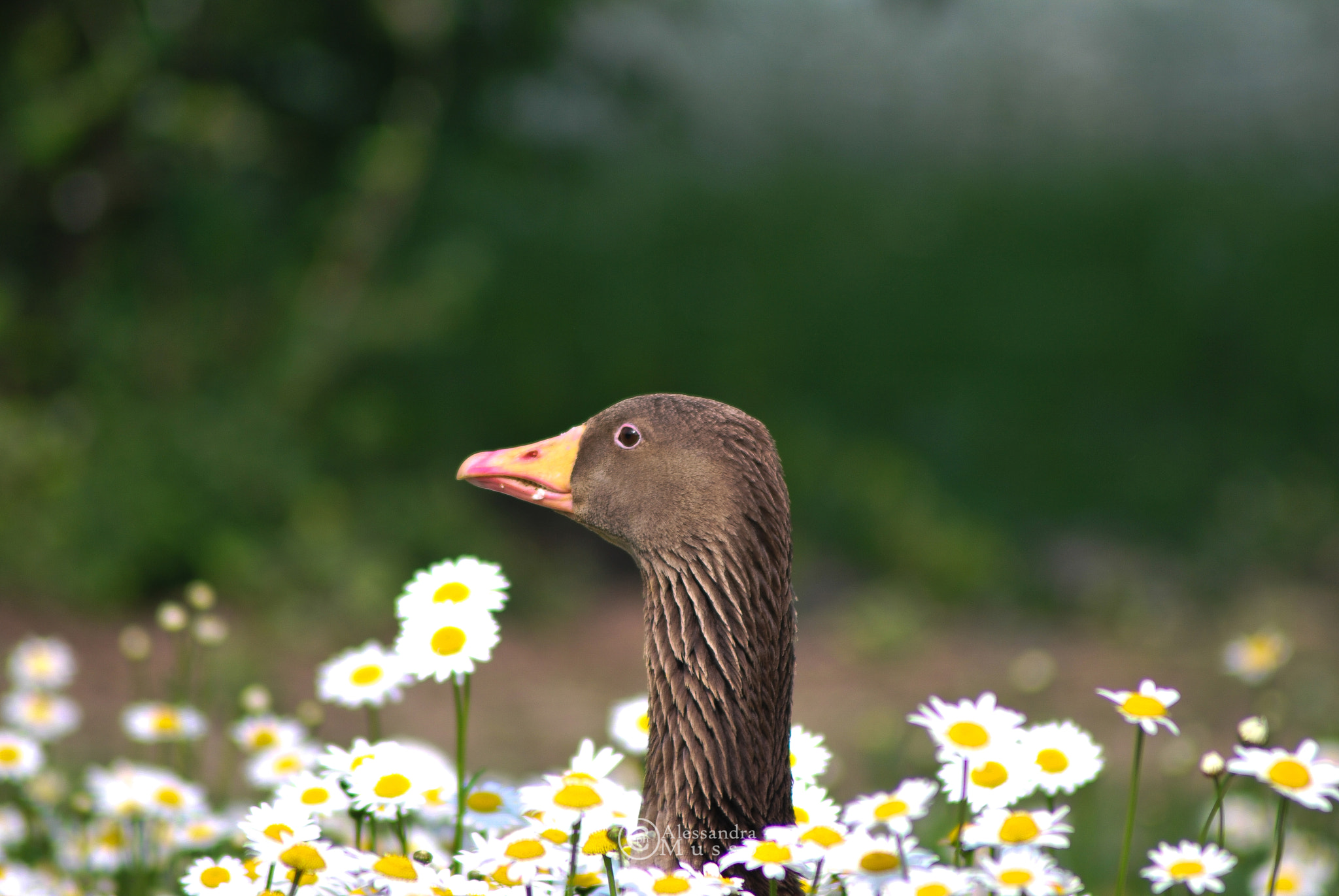Nikon D60 sample photo. Looking for.. photography