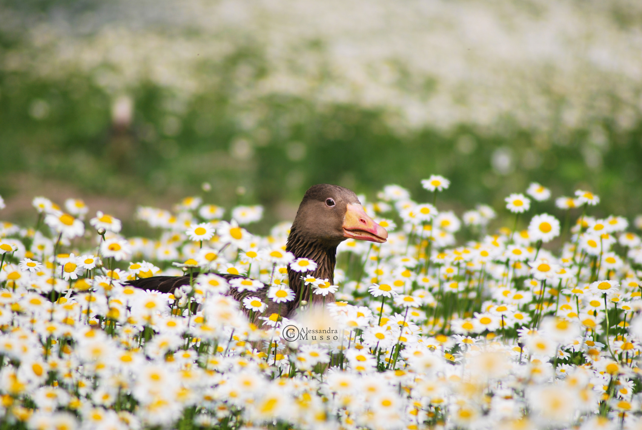 Nikon D60 sample photo. Mimetic photography