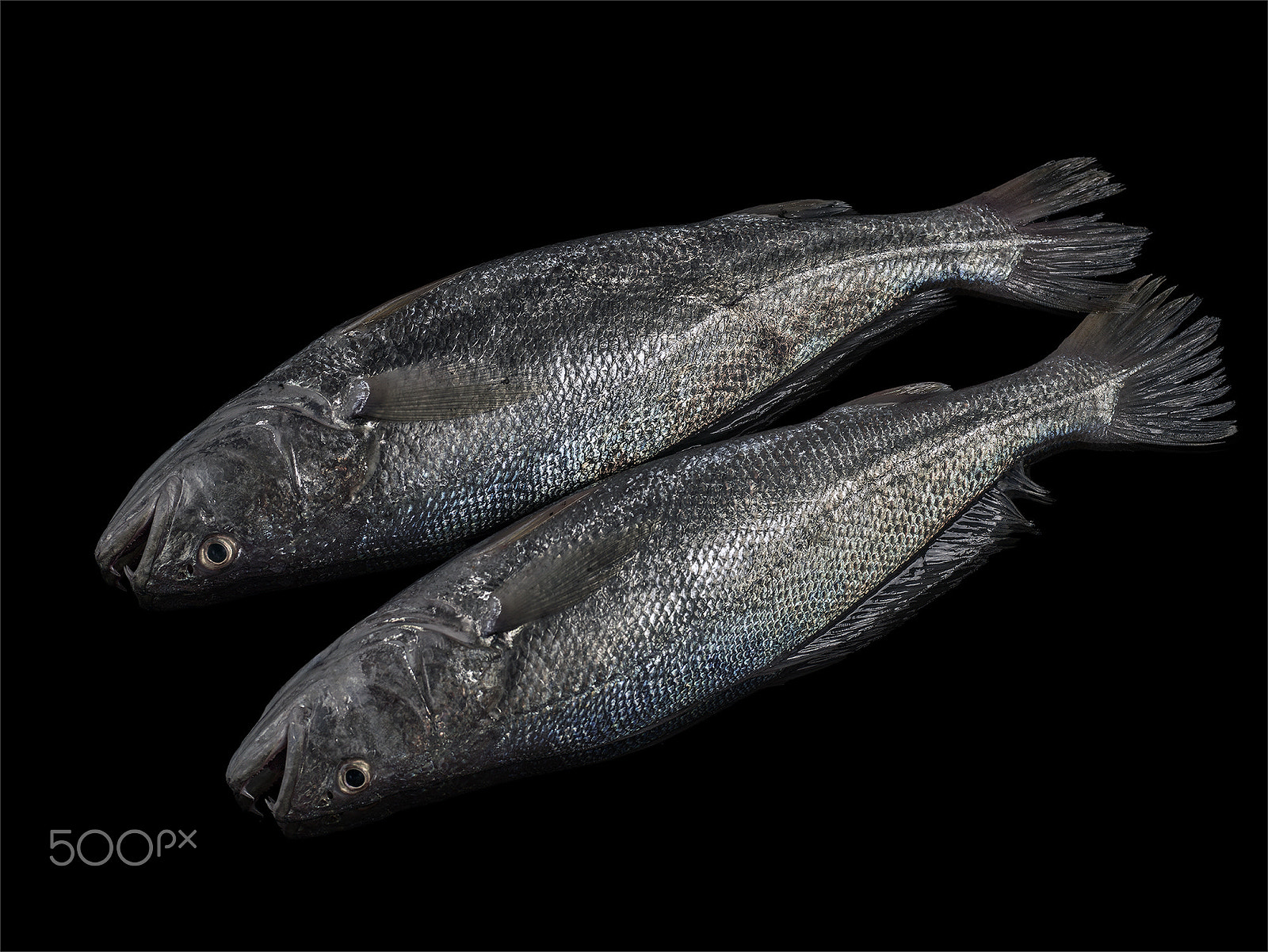 Hasselblad H5D + HC 80 sample photo. Death fish photography