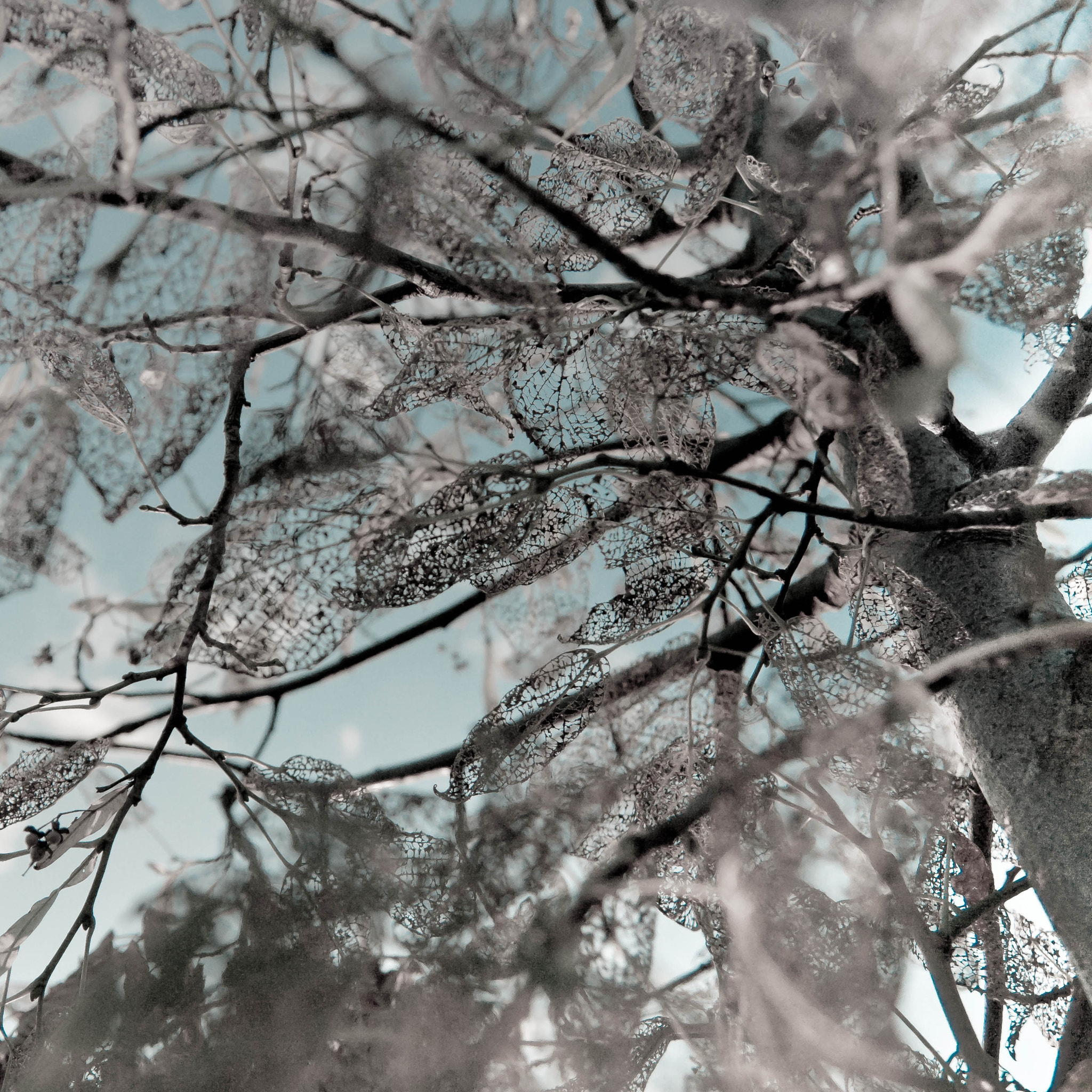 Tamron SP AF 17-50mm F2.8 XR Di II LD Aspherical (IF) sample photo. Ice capades photography