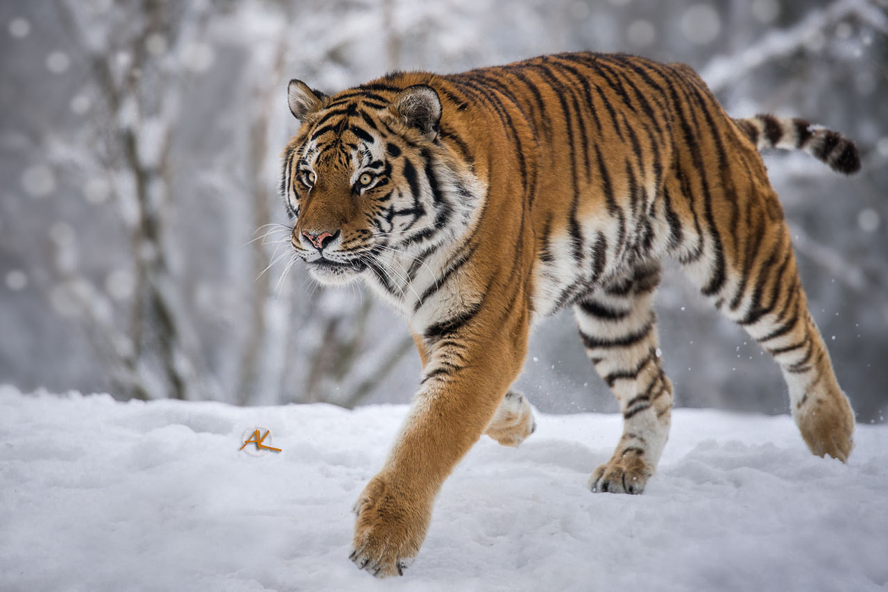 Sony 500mm F4 G SSM sample photo. Tiger snow run photography