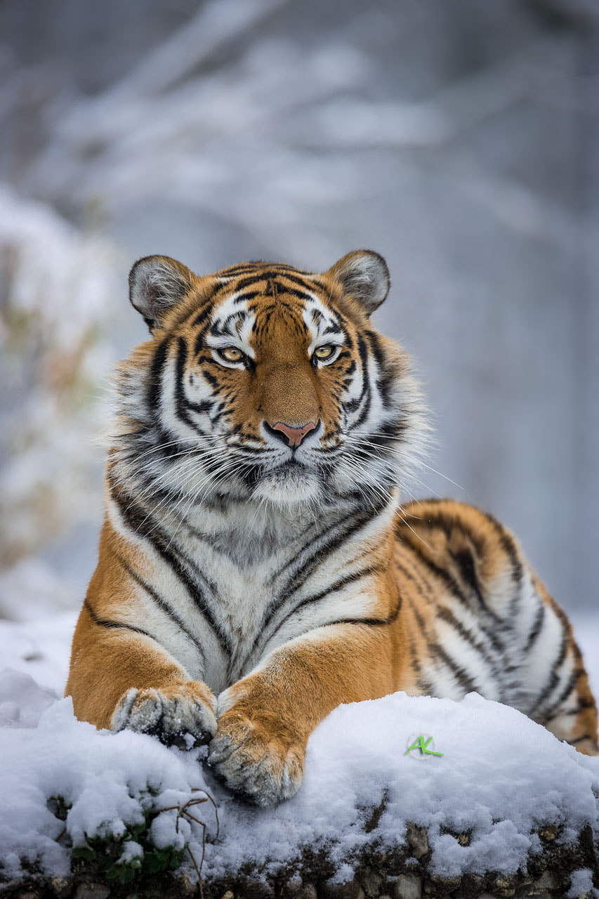 Sony a99 II sample photo. Tiger relaxing in snow photography
