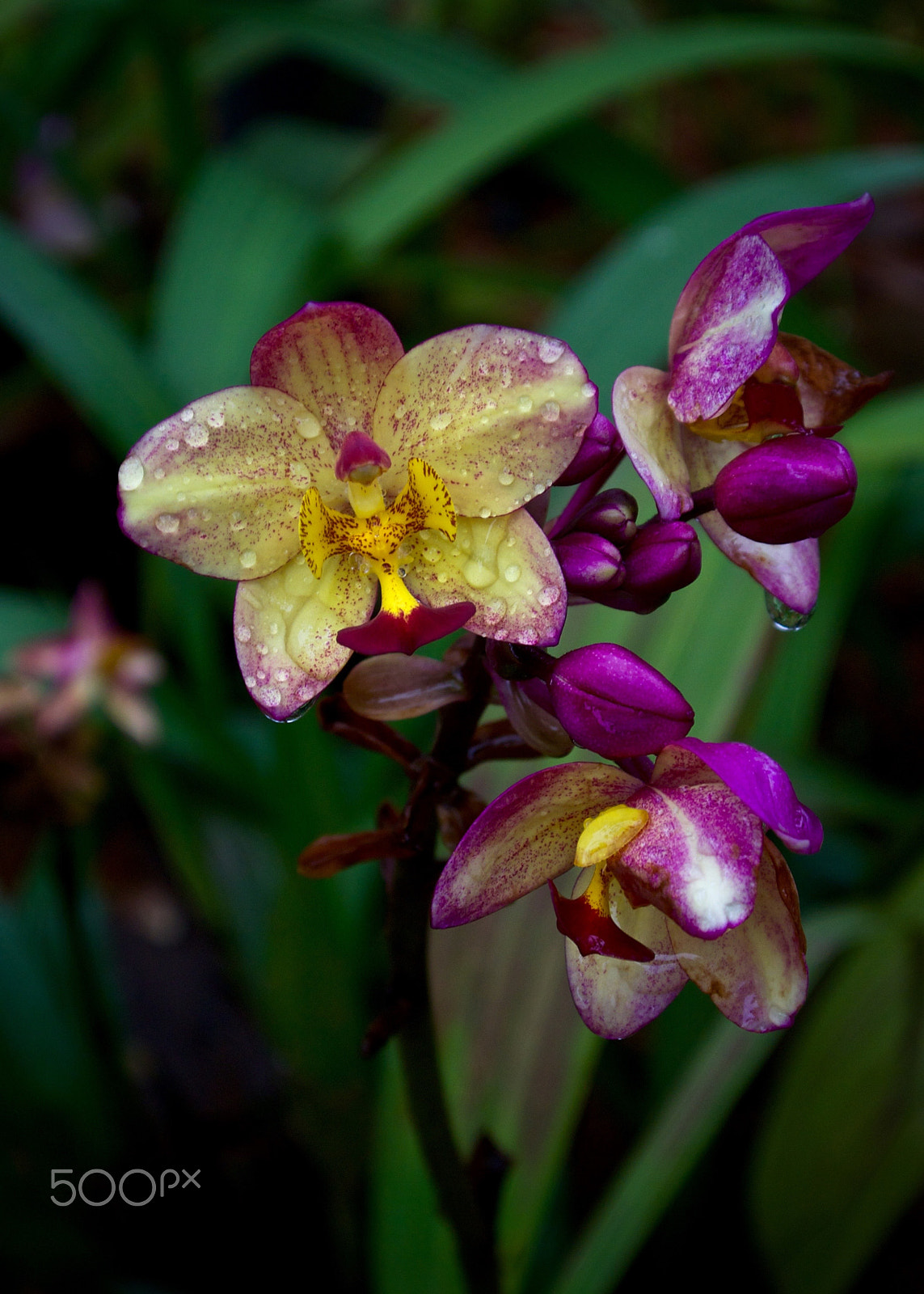 Nikon 1 J2 sample photo. Orchid photography