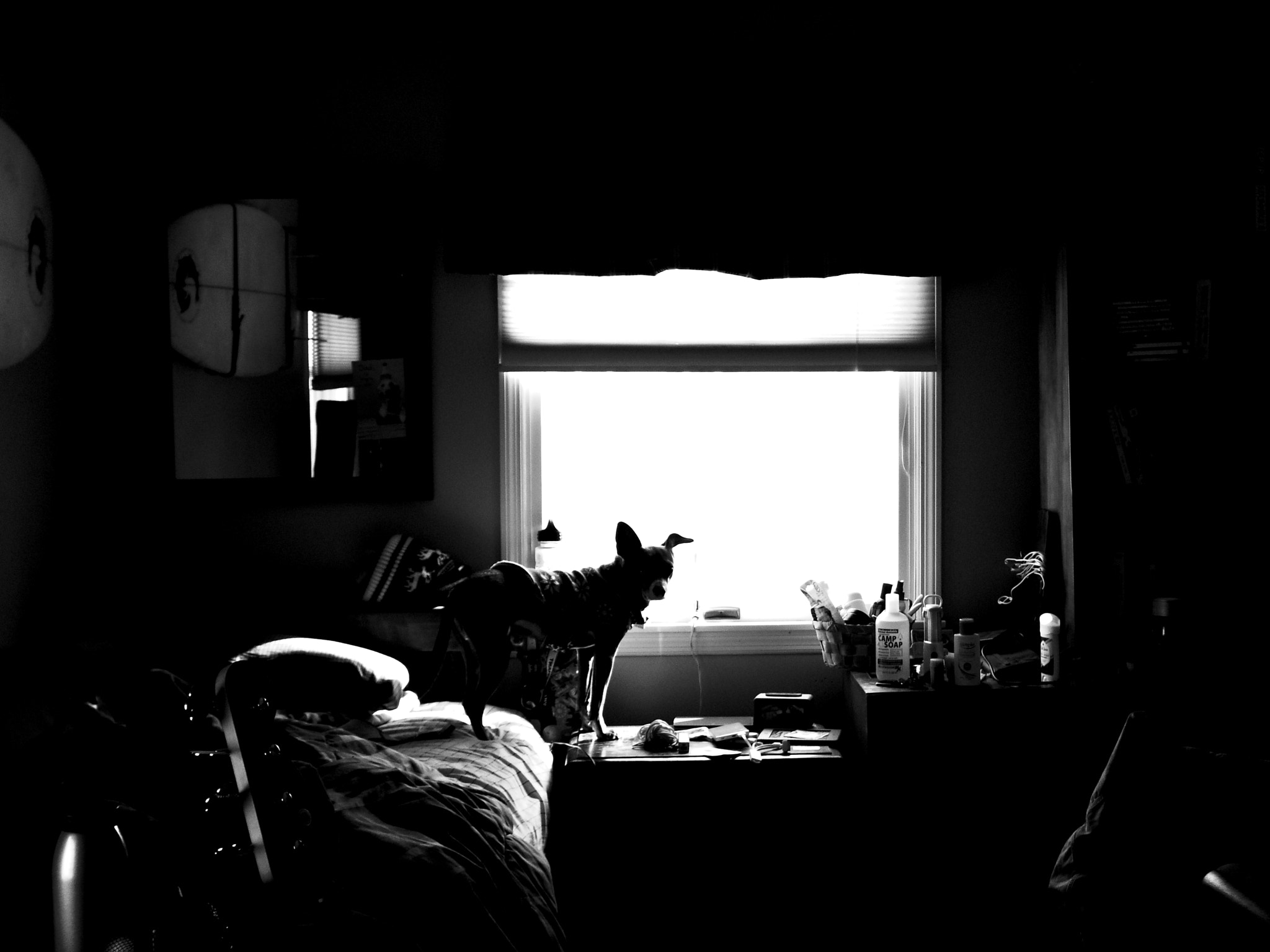 Pentax Q sample photo. Spaghetti window photography