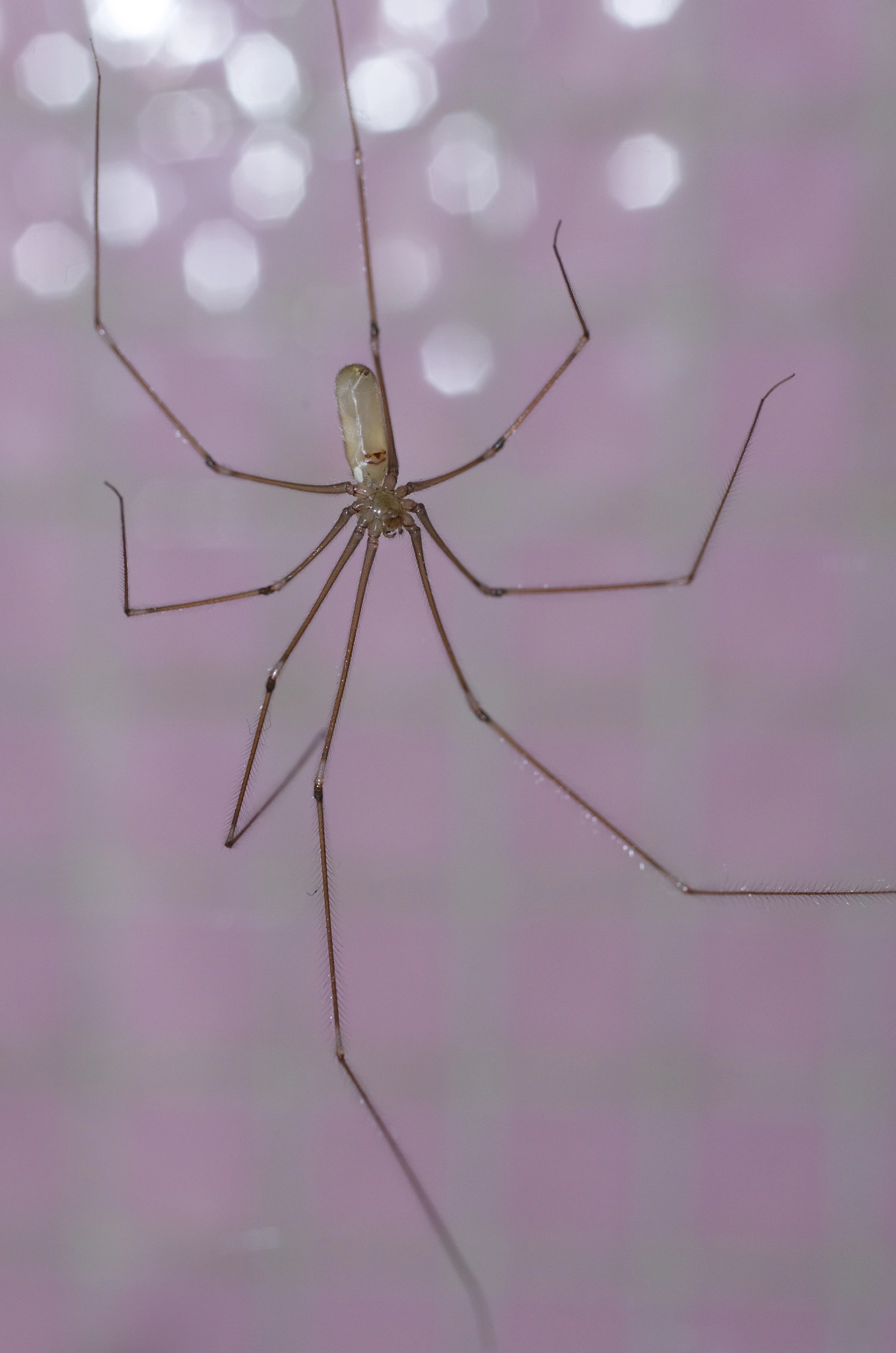Pentax smc D-FA 50mm F2.8 Macro sample photo. Pholcus phalangioides photography