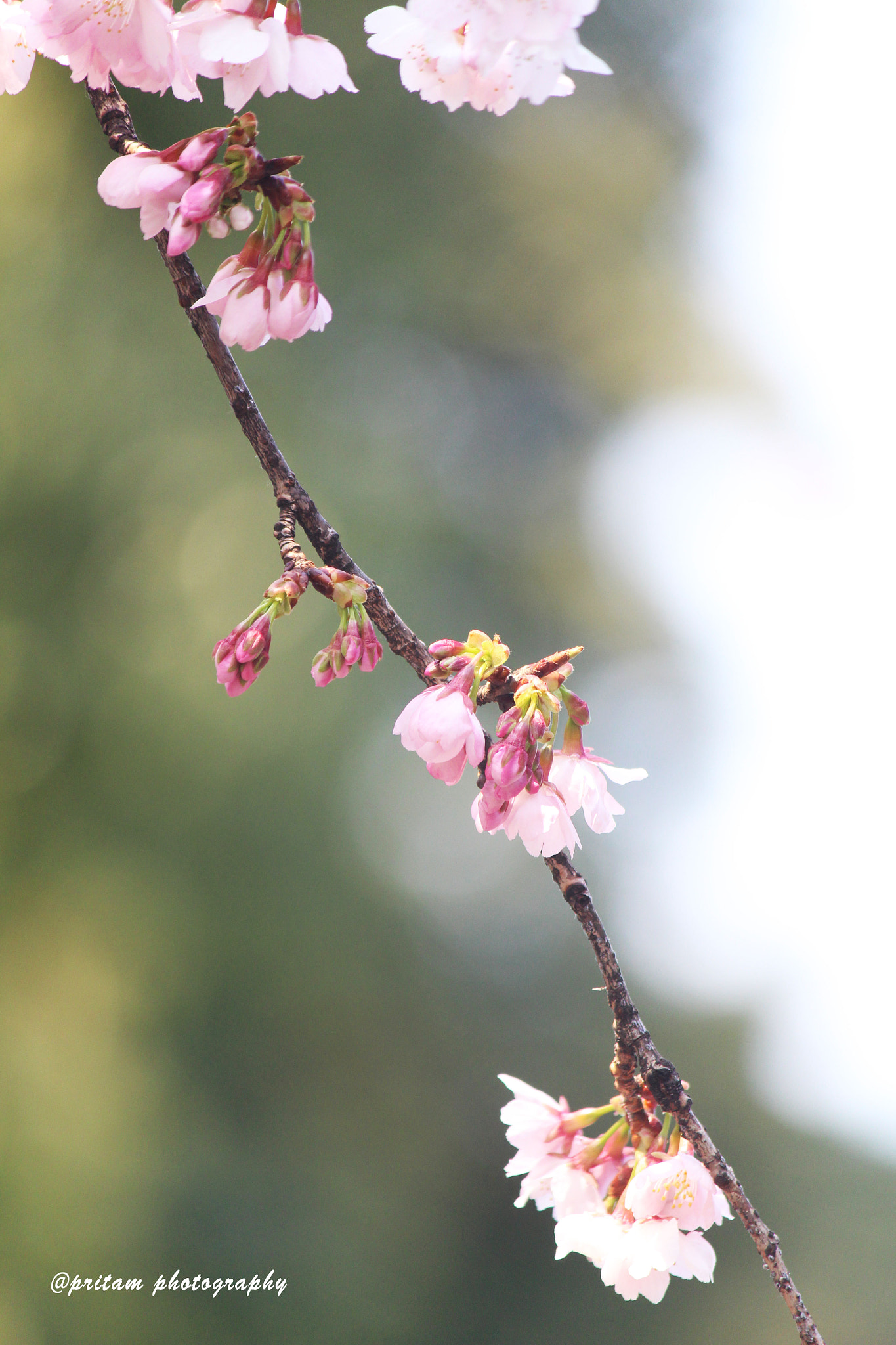 Canon EOS 650D (EOS Rebel T4i / EOS Kiss X6i) + Canon EF-S 55-250mm F4-5.6 IS II sample photo. Cherry blooming  photography