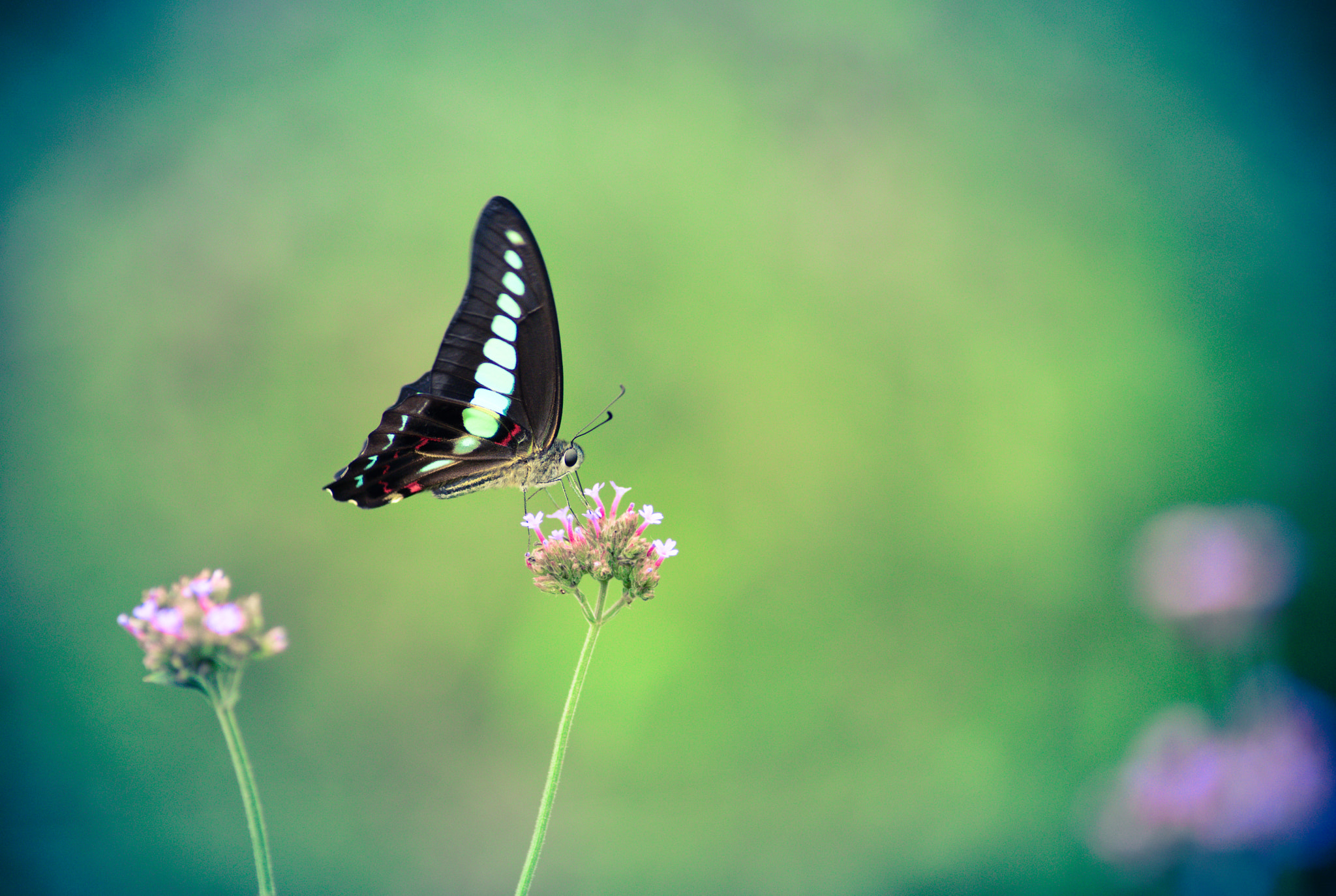 Nikon AF Nikkor 180mm F2.8D ED-IF sample photo. Butterfly photography