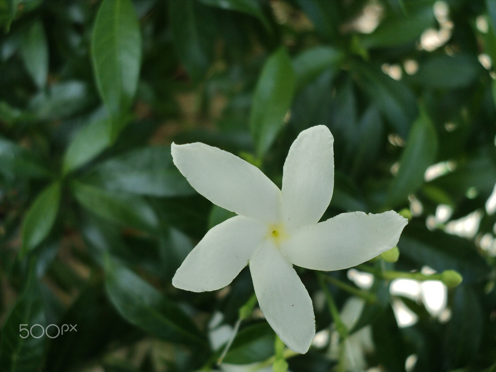 Sony DSC-S2100 sample photo. Philippines photography