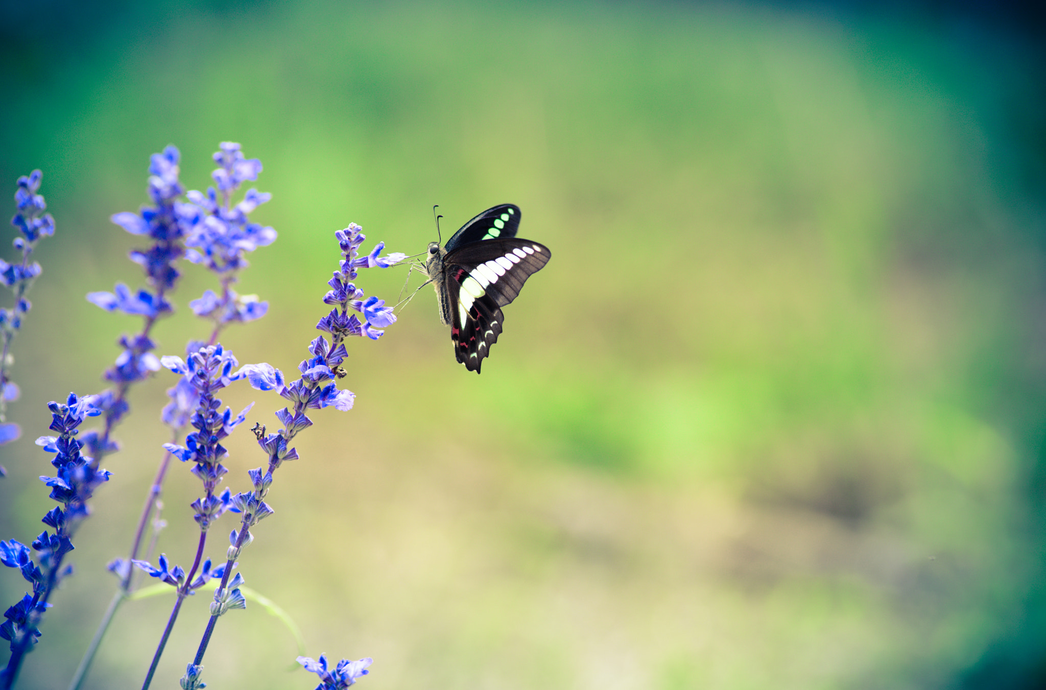 Nikon D610 + Nikon AF Nikkor 180mm F2.8D ED-IF sample photo. Butterfly photography