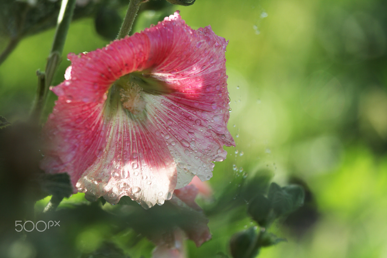 Canon EOS 1000D (EOS Digital Rebel XS / EOS Kiss F) sample photo. Pink hollyhock with water droplets photography