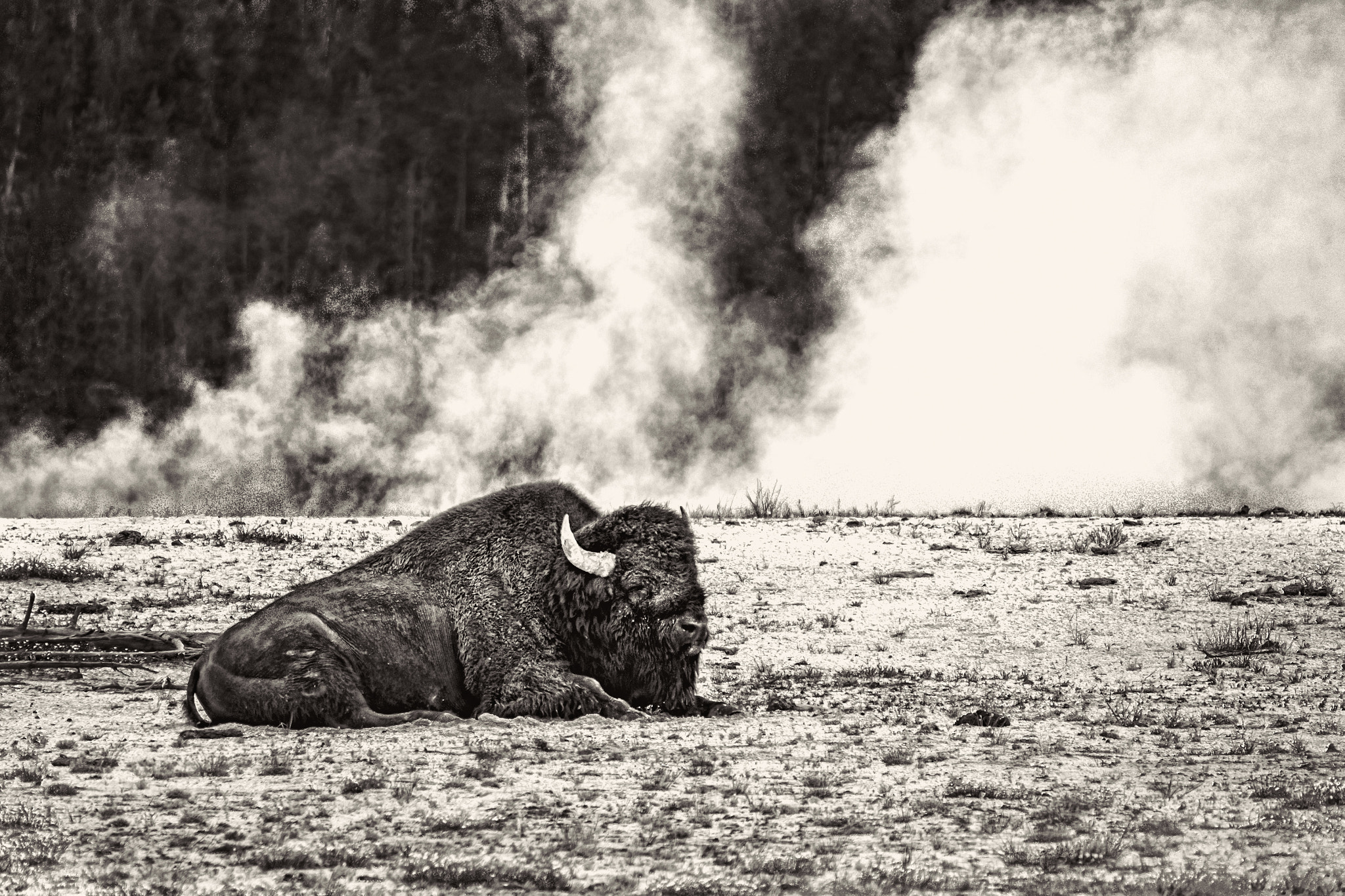 Olympus OM-D E-M5 sample photo. Geyser bison photography
