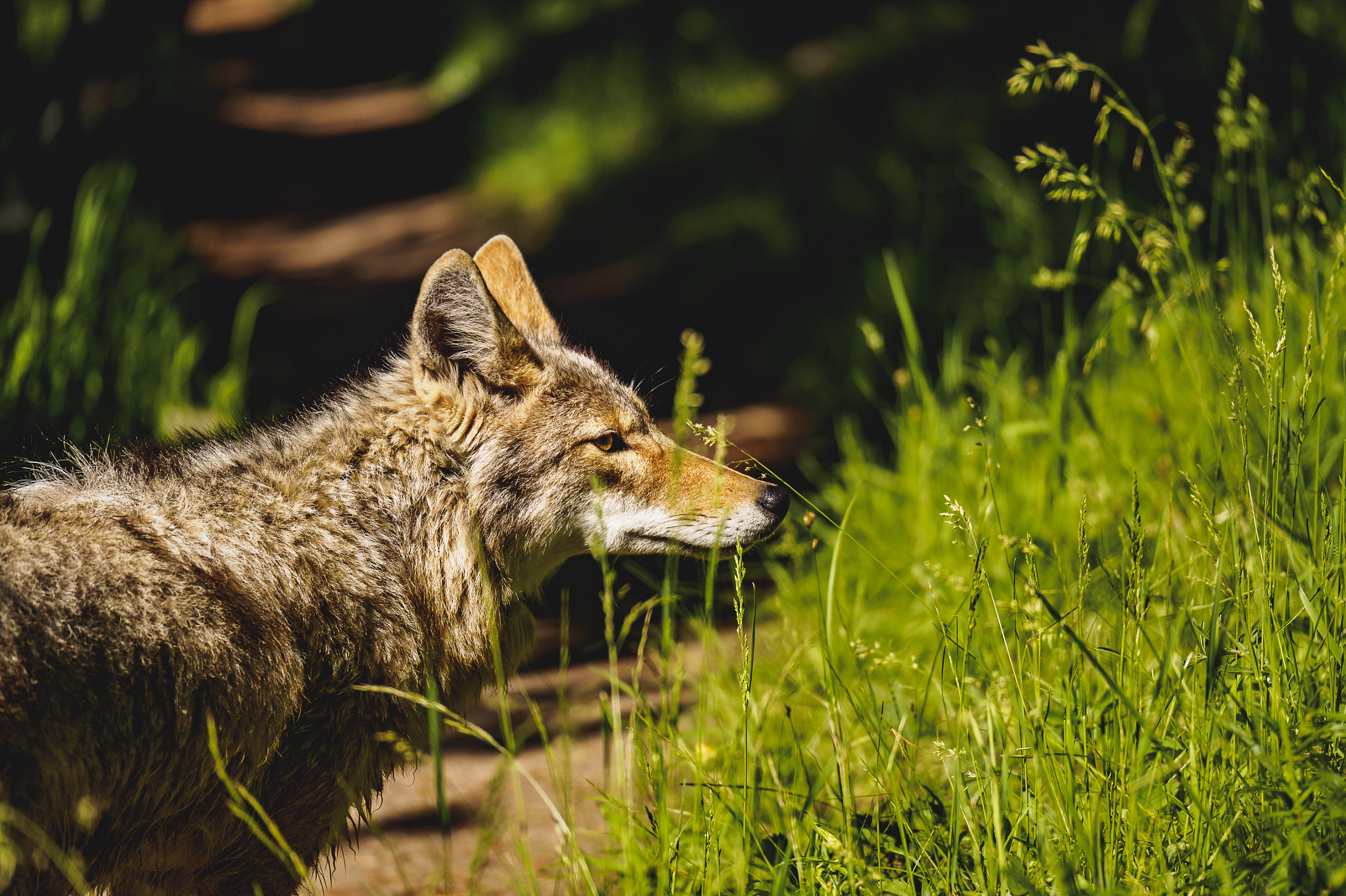 Panasonic Lumix G X Vario 35-100mm F2.8 OIS sample photo. Coyote 1 photography
