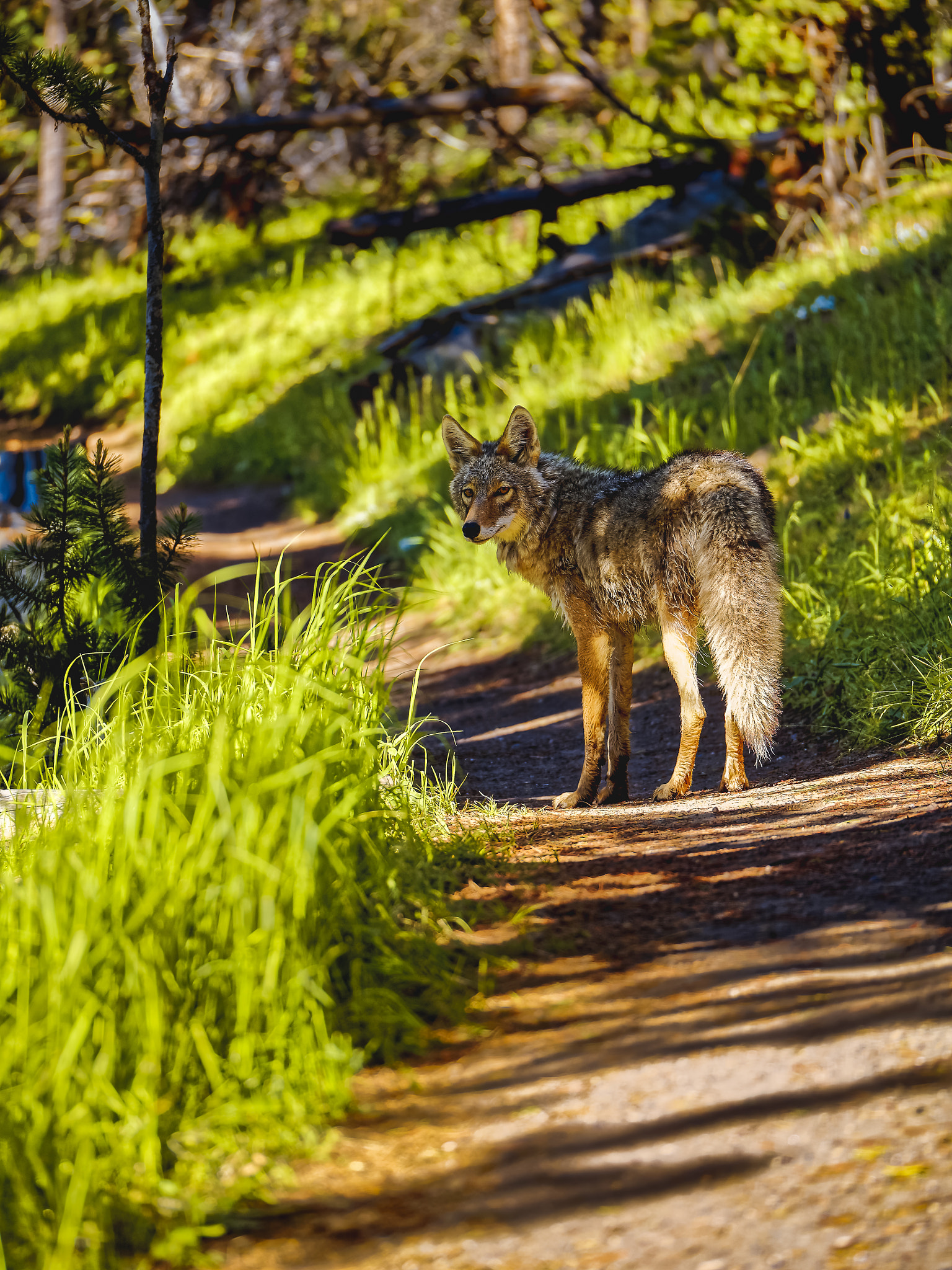 Panasonic Lumix G X Vario 35-100mm F2.8 OIS sample photo. Coyote 2 photography