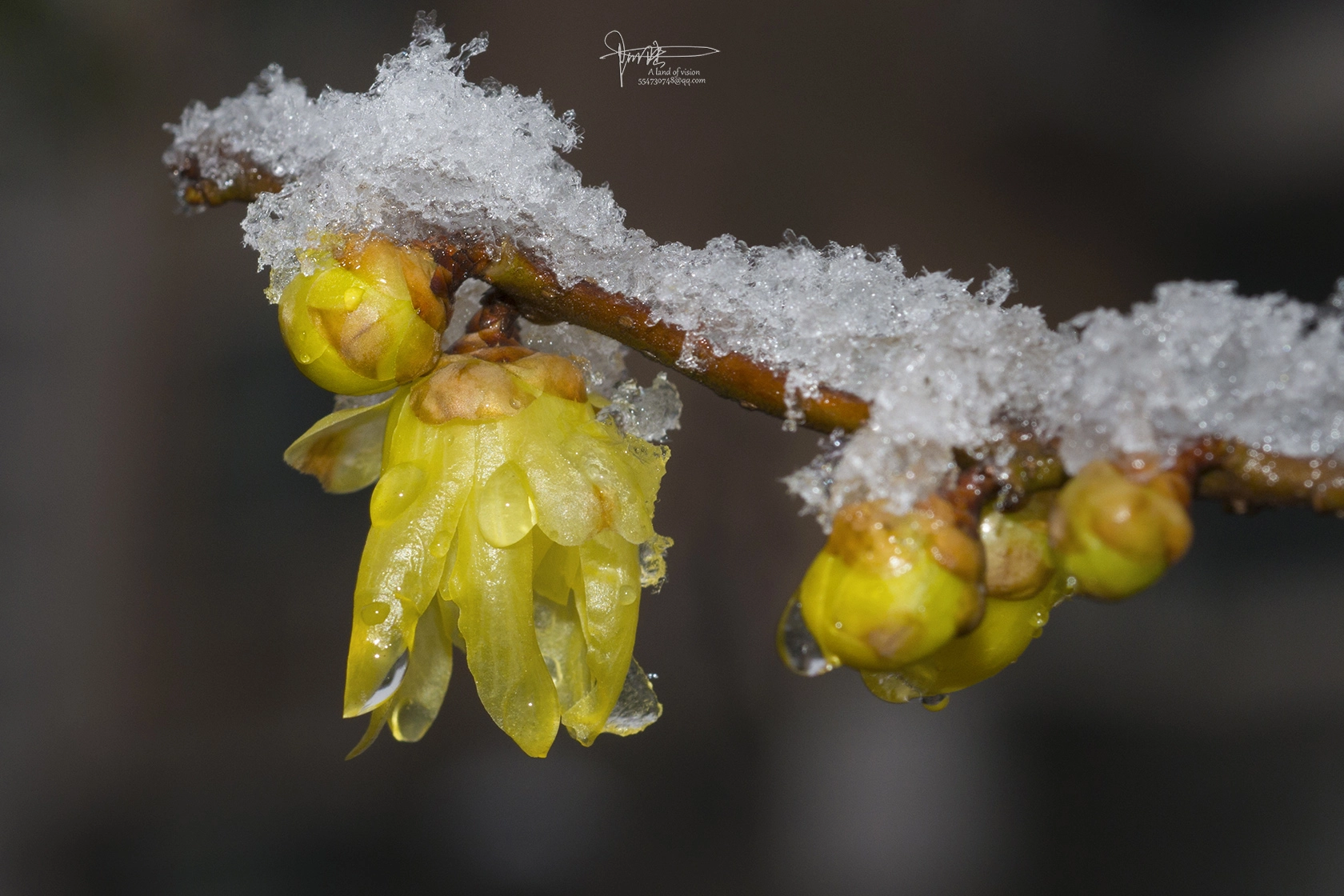 Nikon D800 + AF Micro-Nikkor 55mm f/2.8 sample photo. 雪中腊梅 photography