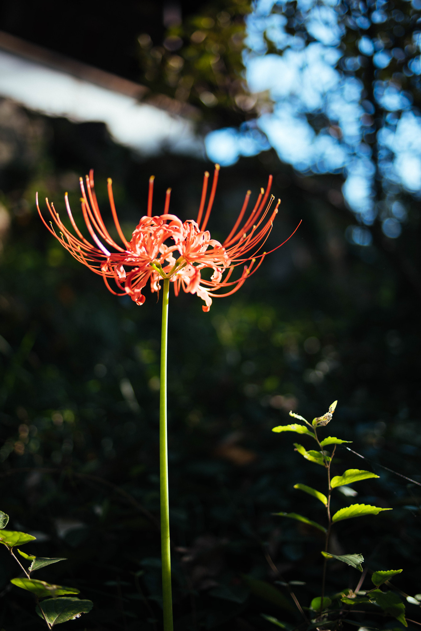 Nikon D810 + ZEISS Distagon T* 35mm F2 sample photo. Red spider lily bathing in the afternoon sunshine  ... photography