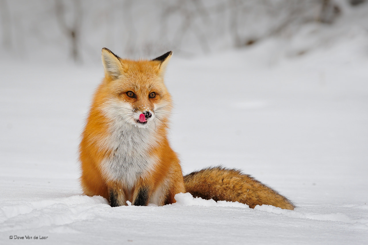 Nikon AF-S Nikkor 200-400mm F4G ED-IF VR sample photo. Red fox photography