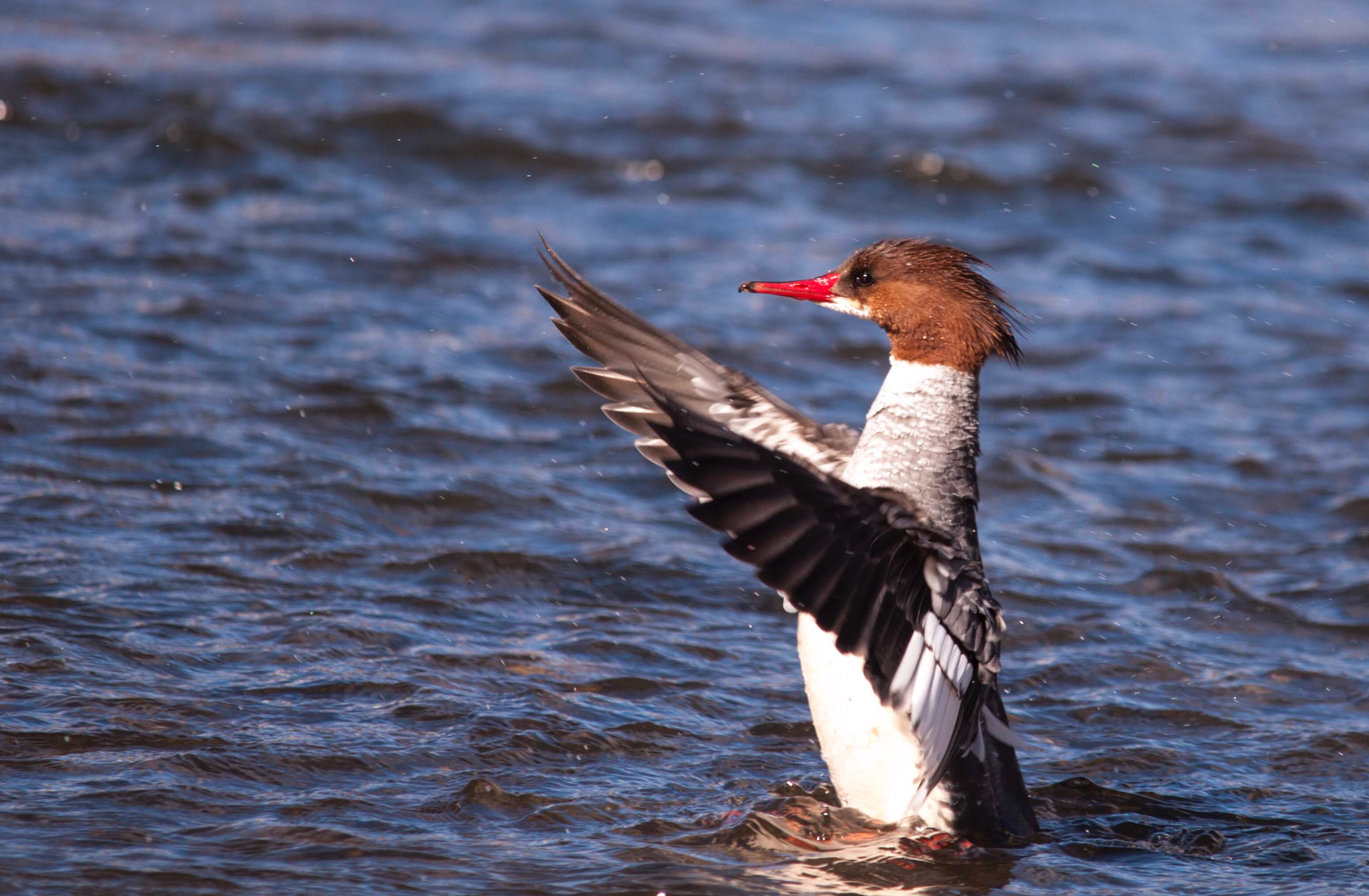 Sigma 150-500mm F5-6.3 DG OS HSM sample photo