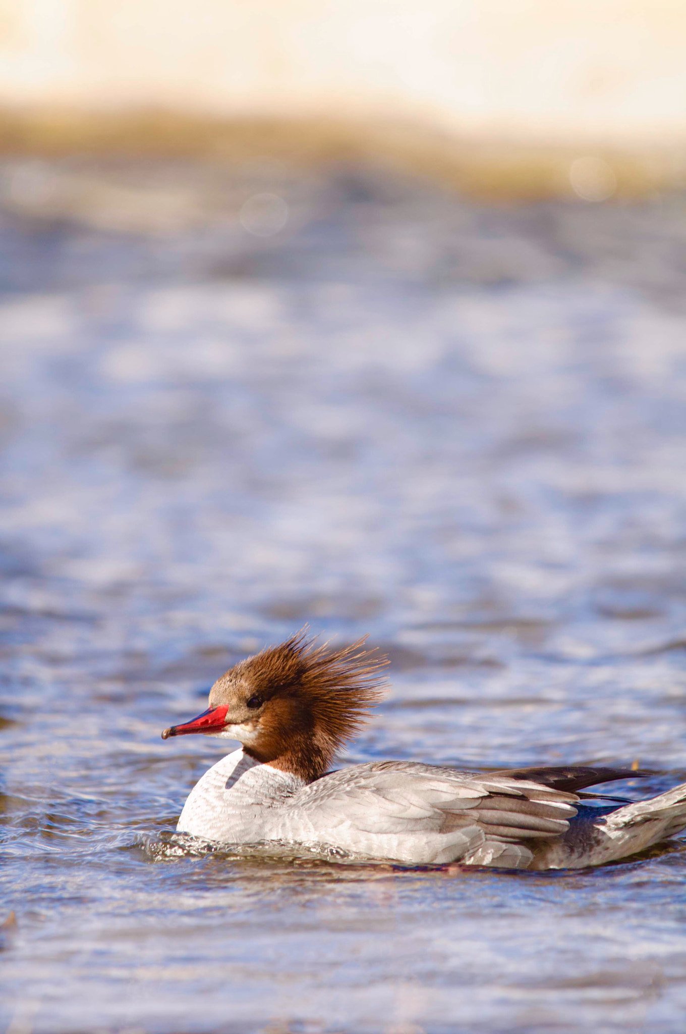Sigma 150-500mm F5-6.3 DG OS HSM sample photo