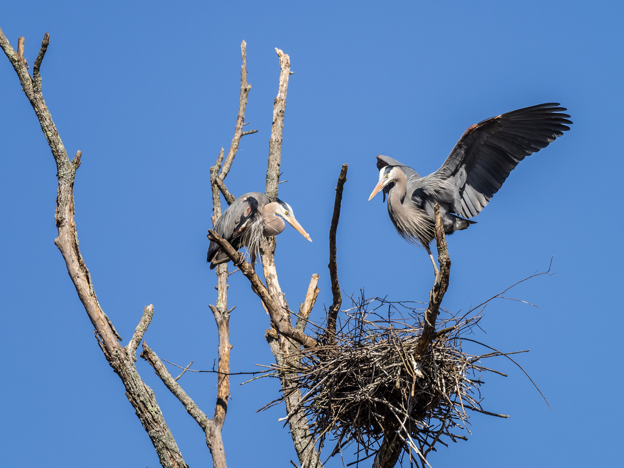 Olympus OM-D E-M1 + M.300mm F4.0 + MC-14 sample photo. Nesting herons photography