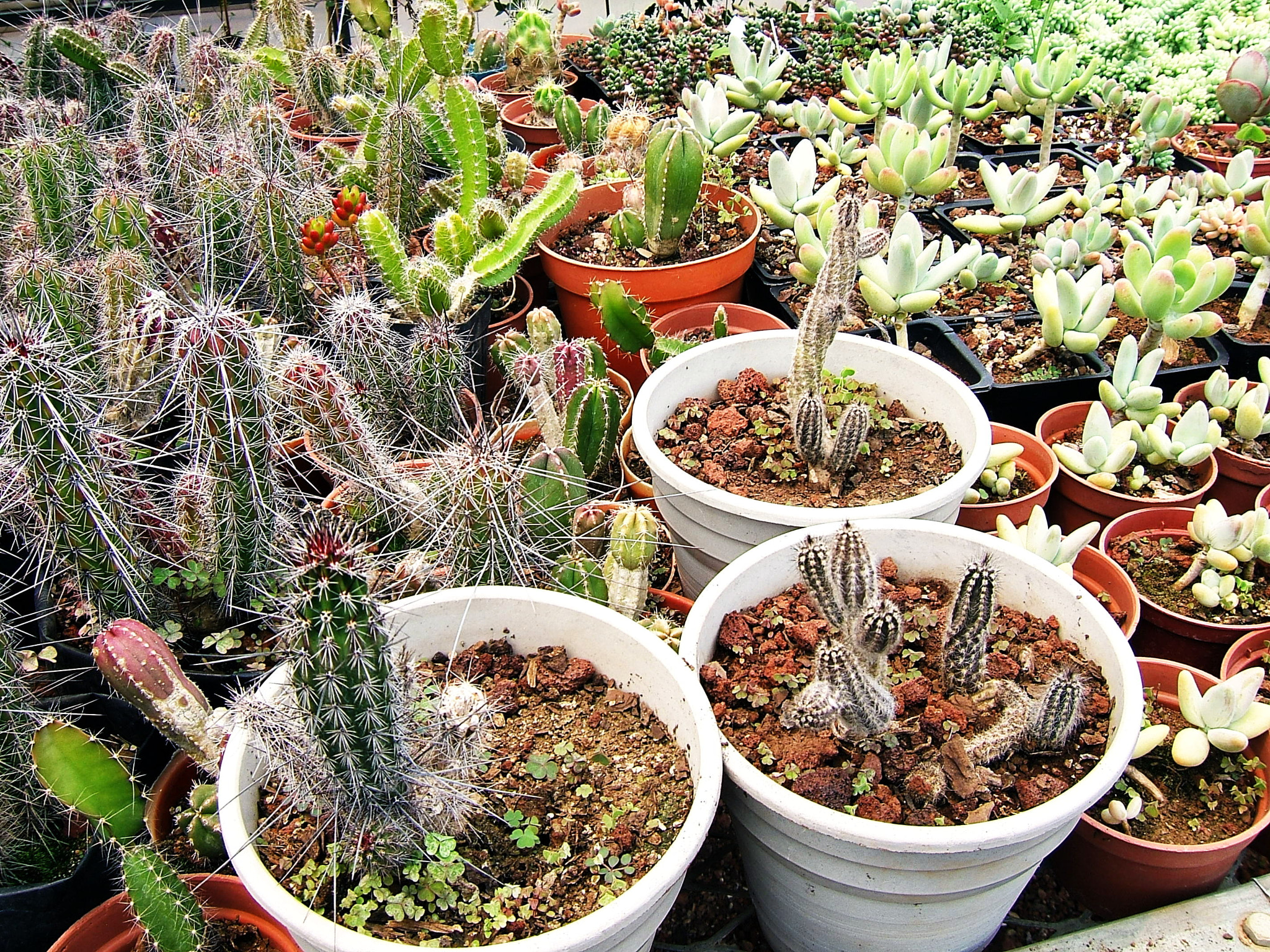 Fujifilm FinePix E550 sample photo. Greenhouse photography