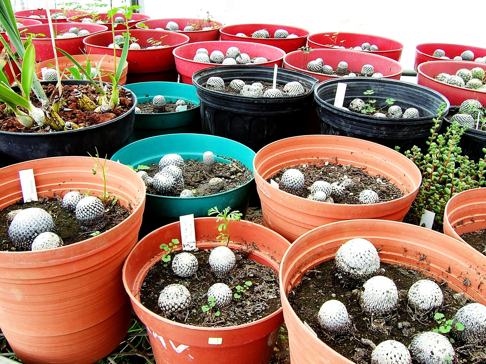 Fujifilm FinePix E550 sample photo. Greenhouse photography
