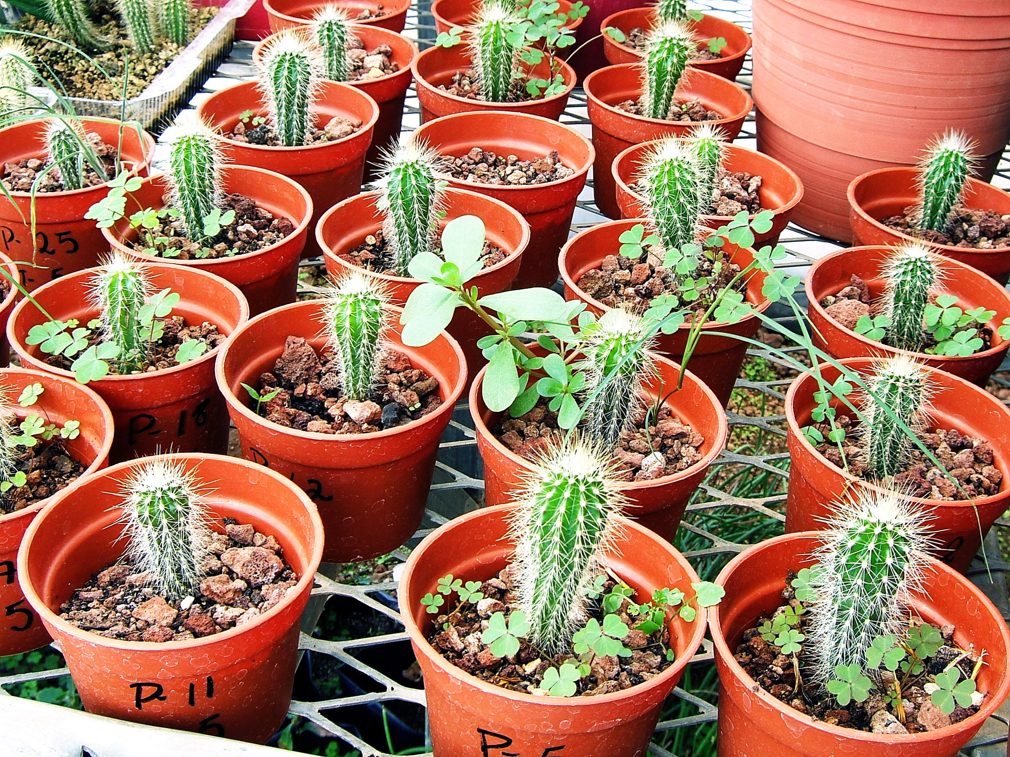 Fujifilm FinePix E550 sample photo. Greenhouse photography