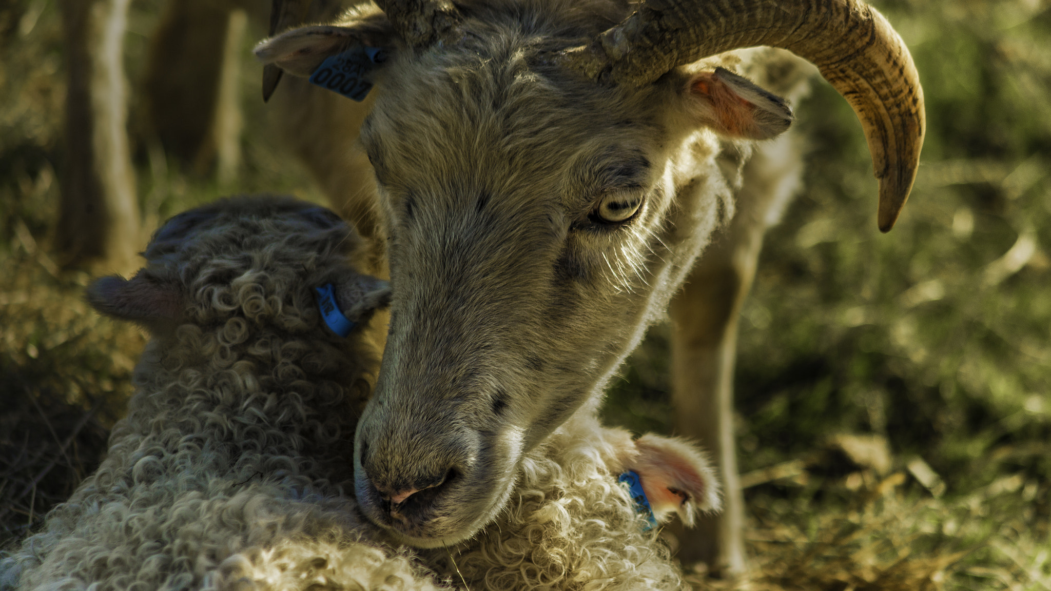 Canon EF 75-300mm F4.0-5.6 IS USM sample photo. Mama sheeple photography