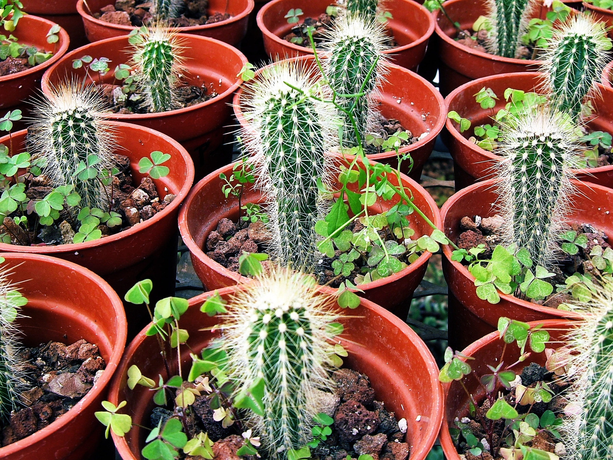 Fujifilm FinePix E550 sample photo. Greenhouse photography
