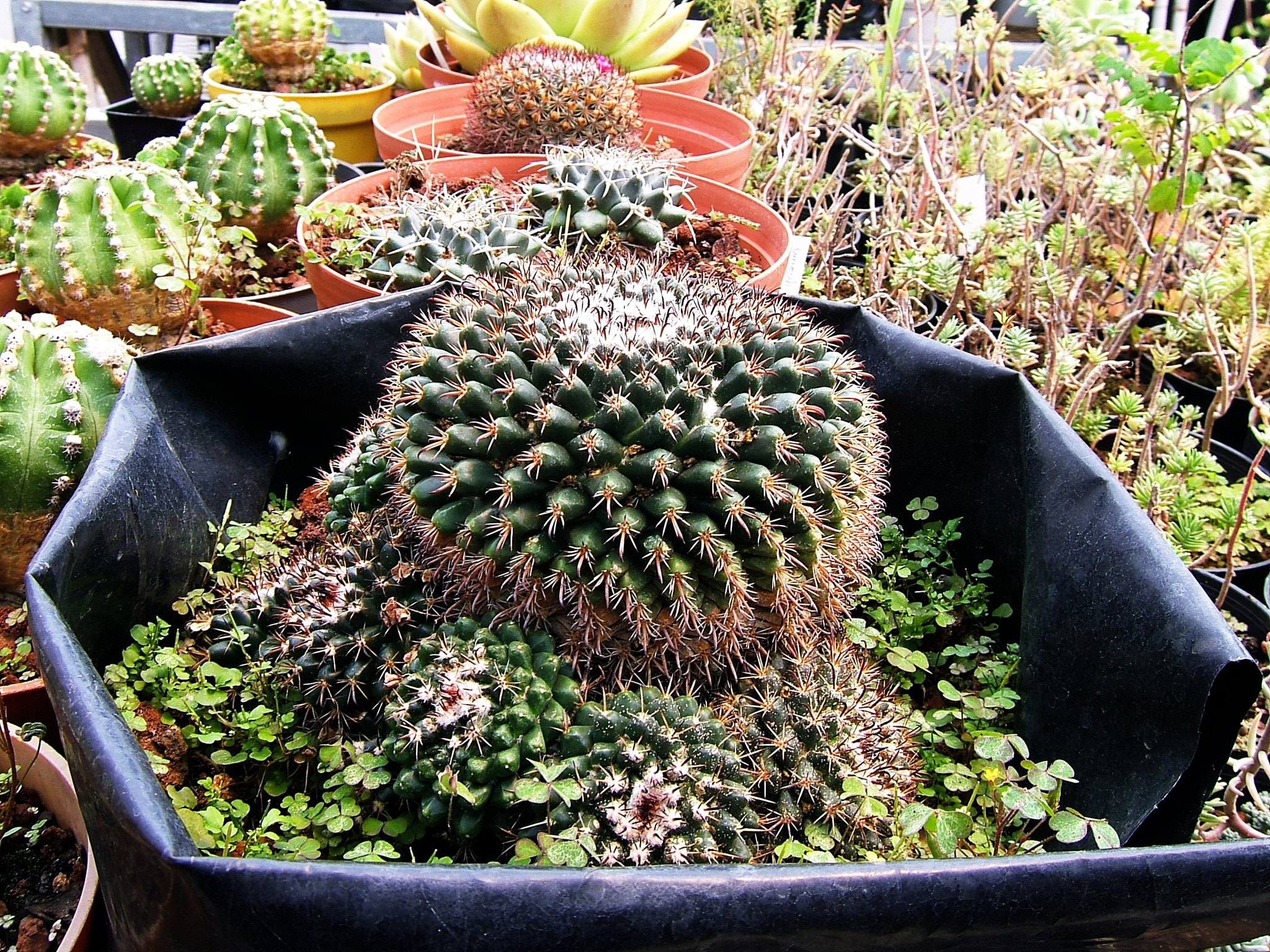 Fujifilm FinePix E550 sample photo. Greenhouse photography