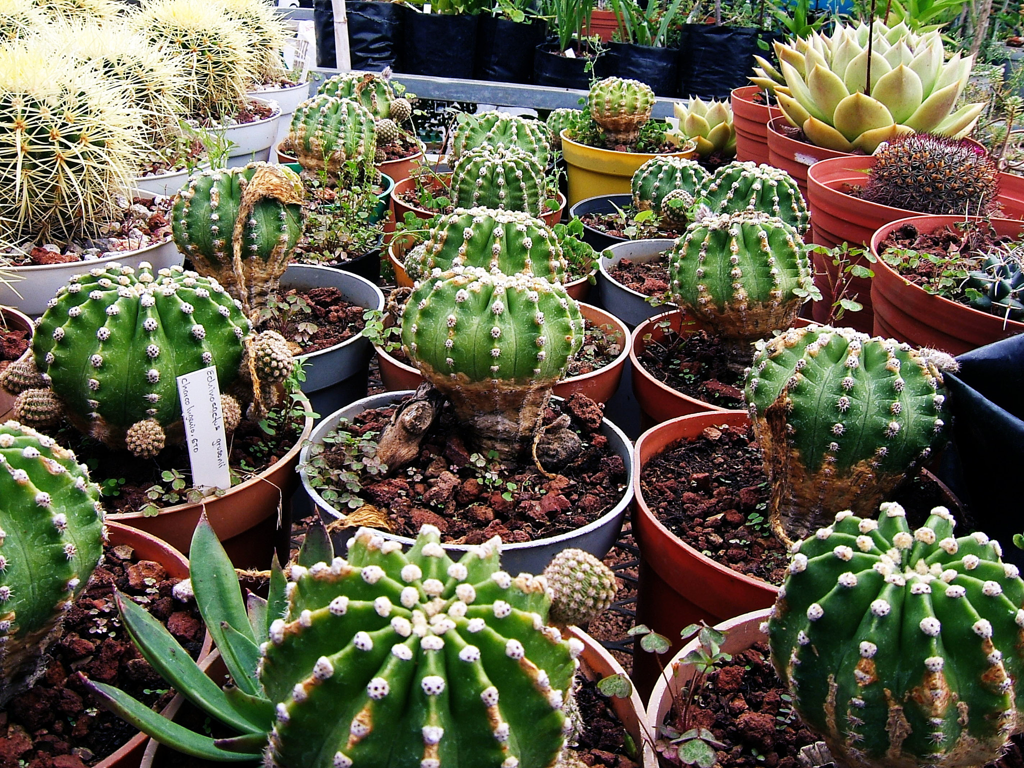 Fujifilm FinePix E550 sample photo. Greenhouse photography
