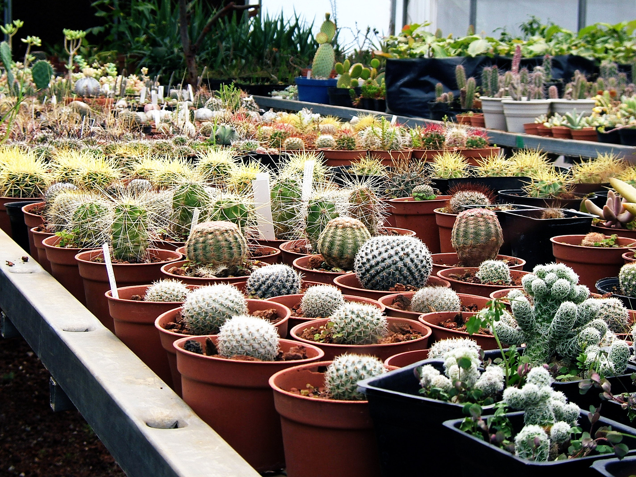 Fujifilm FinePix E550 sample photo. Greenhouse photography