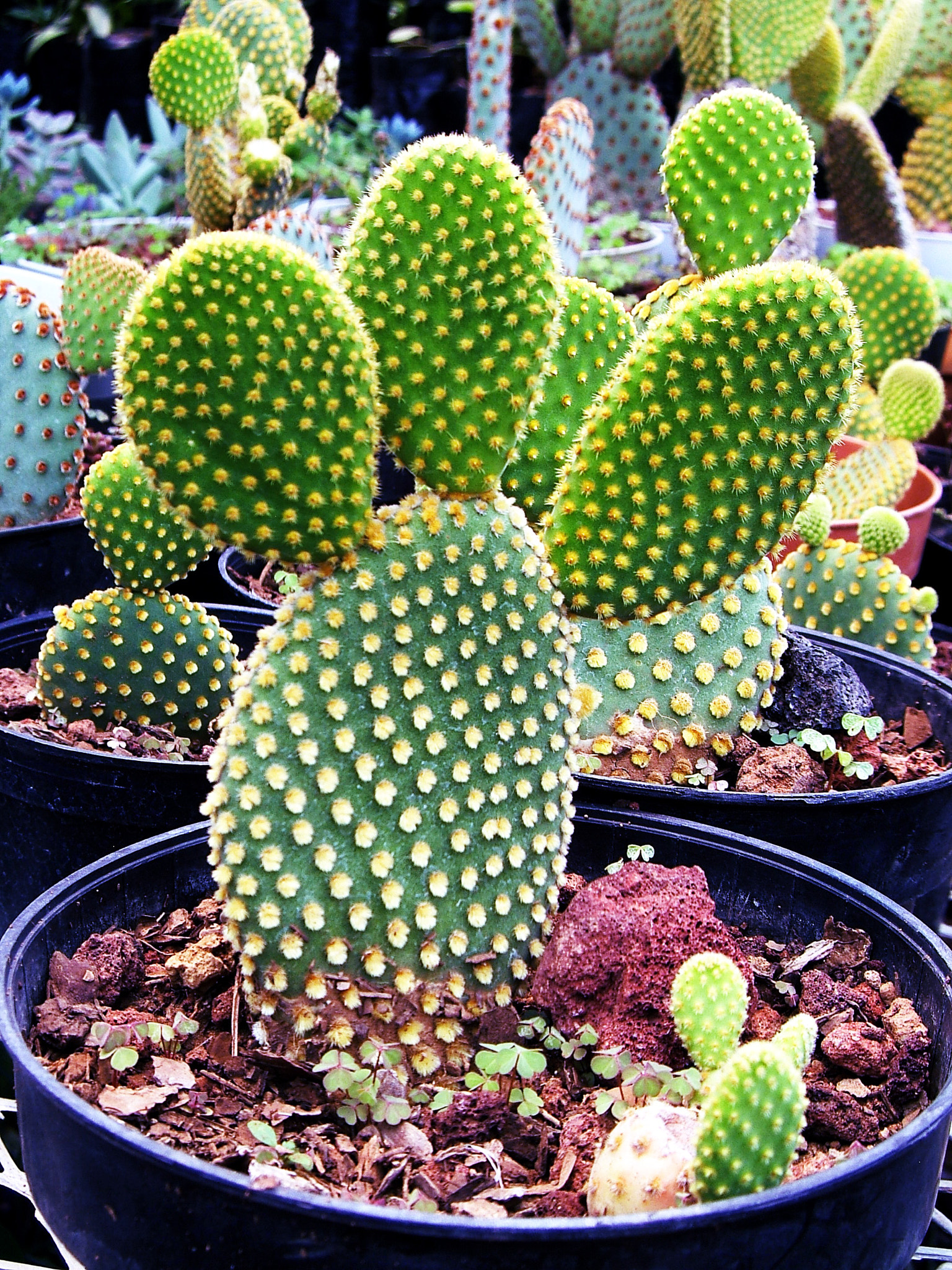 Fujifilm FinePix E550 sample photo. Greenhouse photography