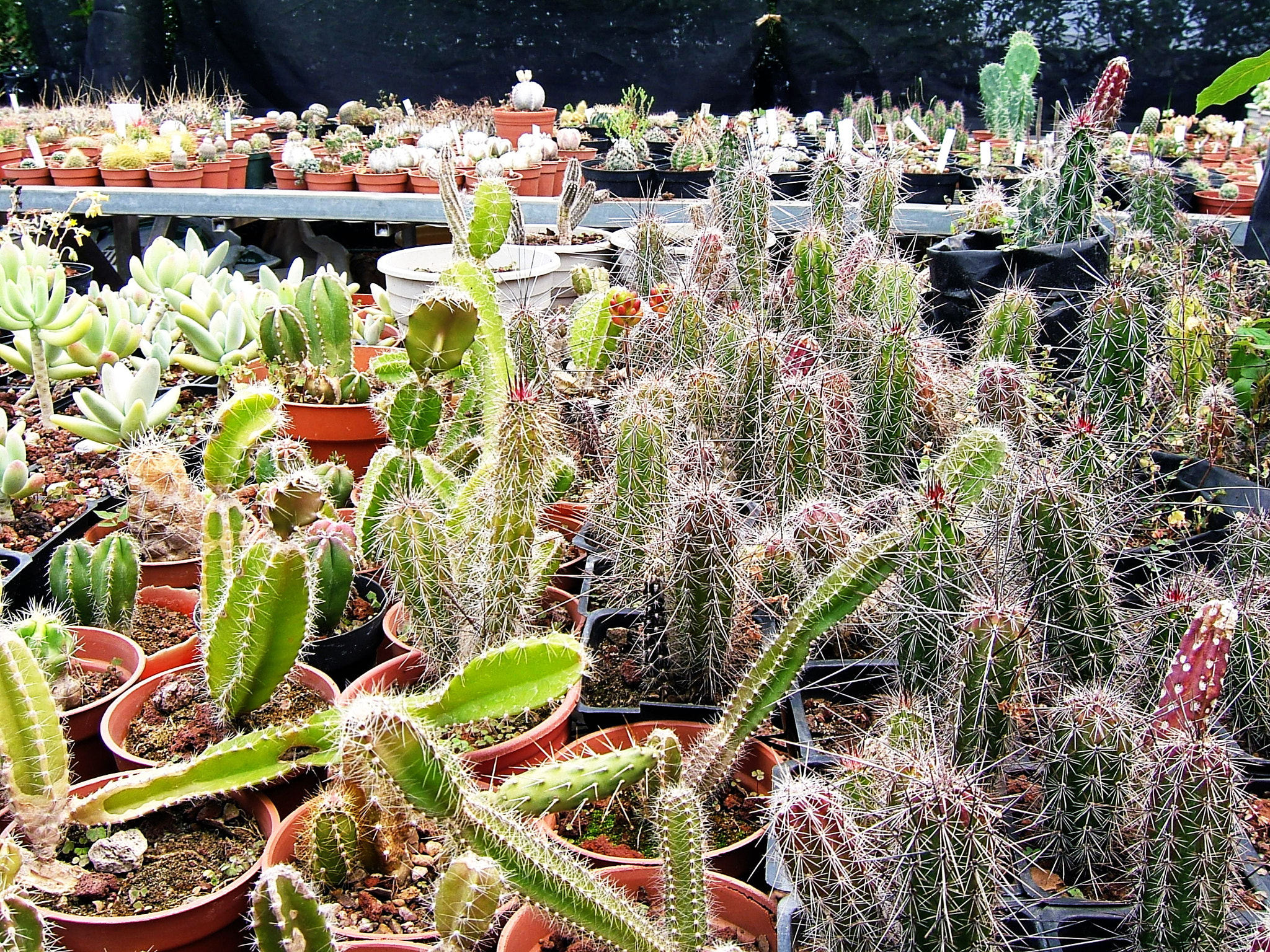 Fujifilm FinePix E550 sample photo. Greenhouse photography