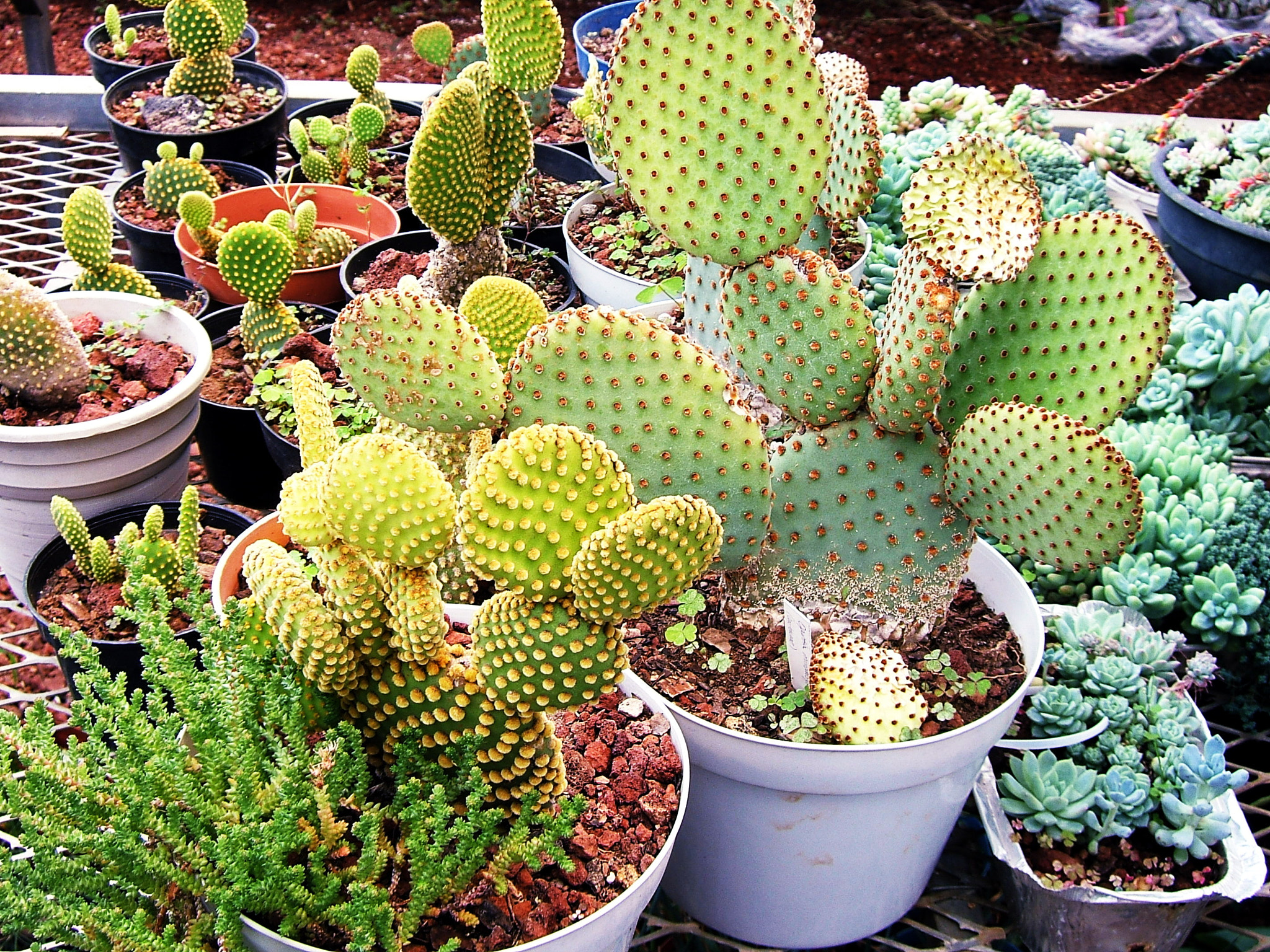 Fujifilm FinePix E550 sample photo. Greenhouse photography