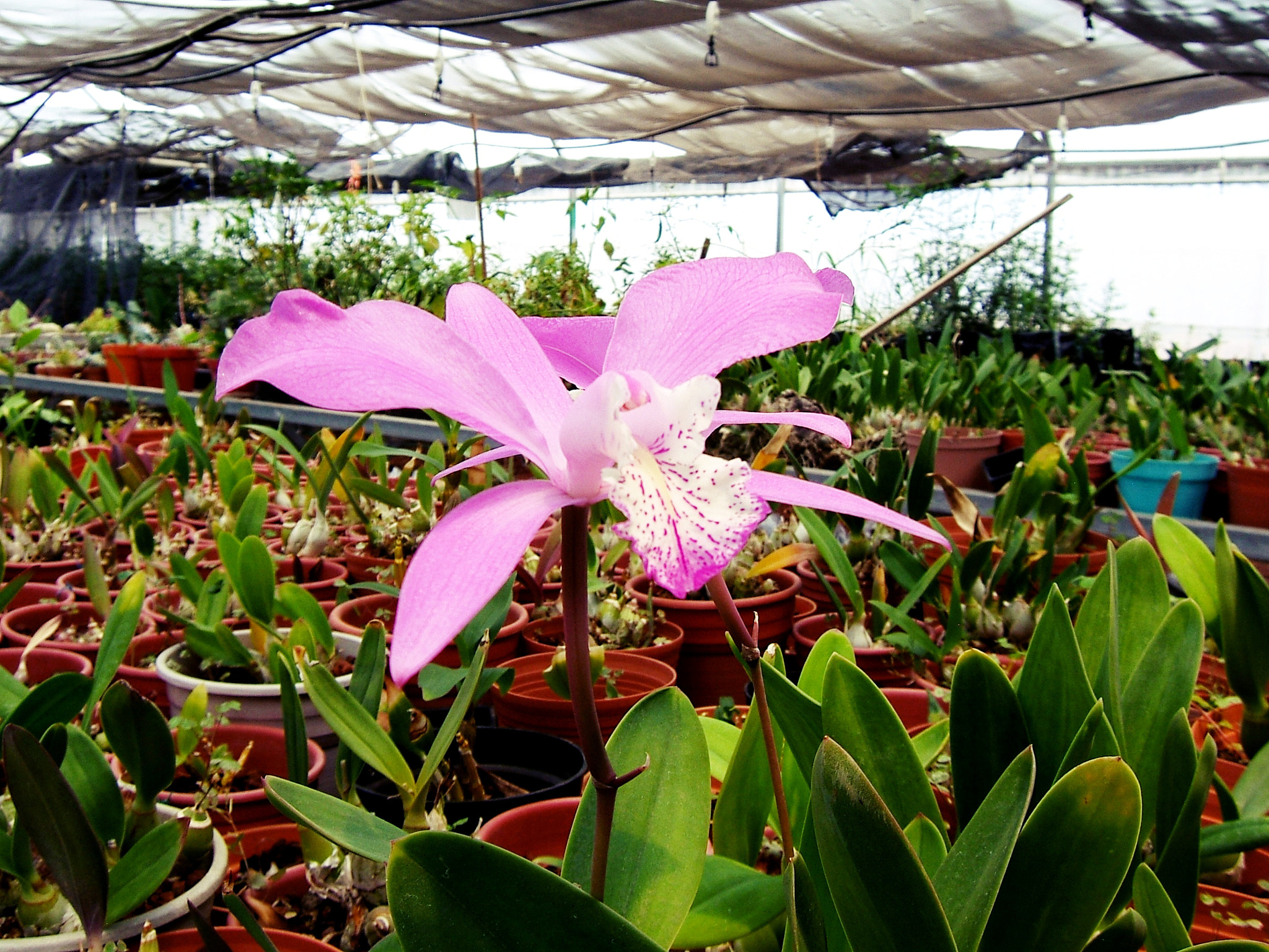 Fujifilm FinePix E550 sample photo. Greenhouse photography