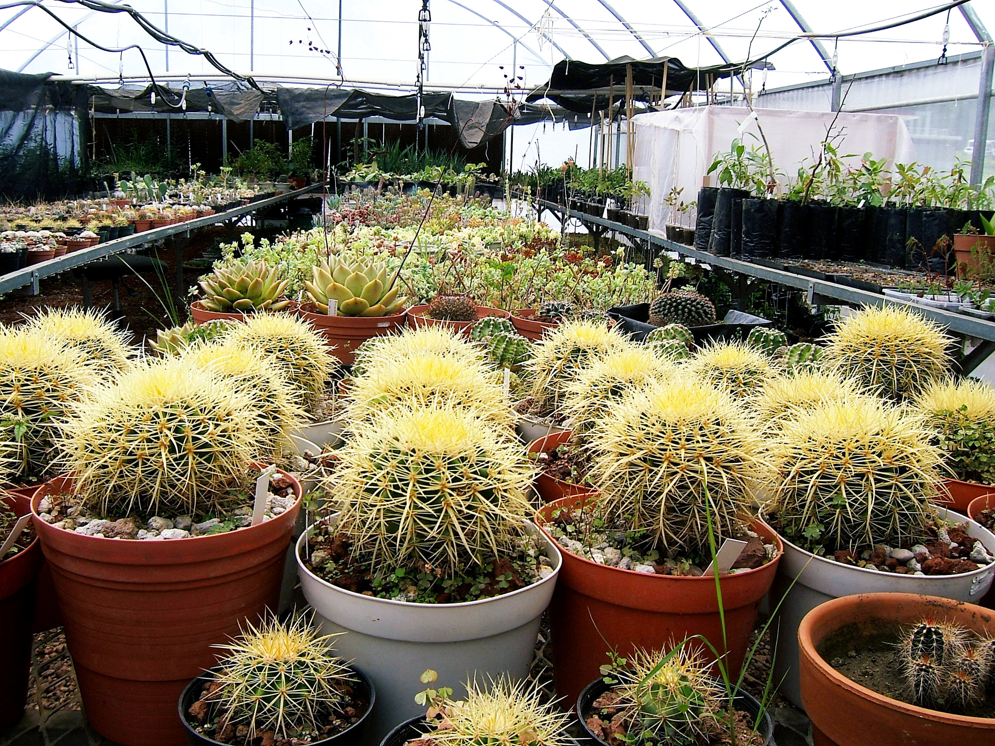 Fujifilm FinePix E550 sample photo. Greenhouse photography