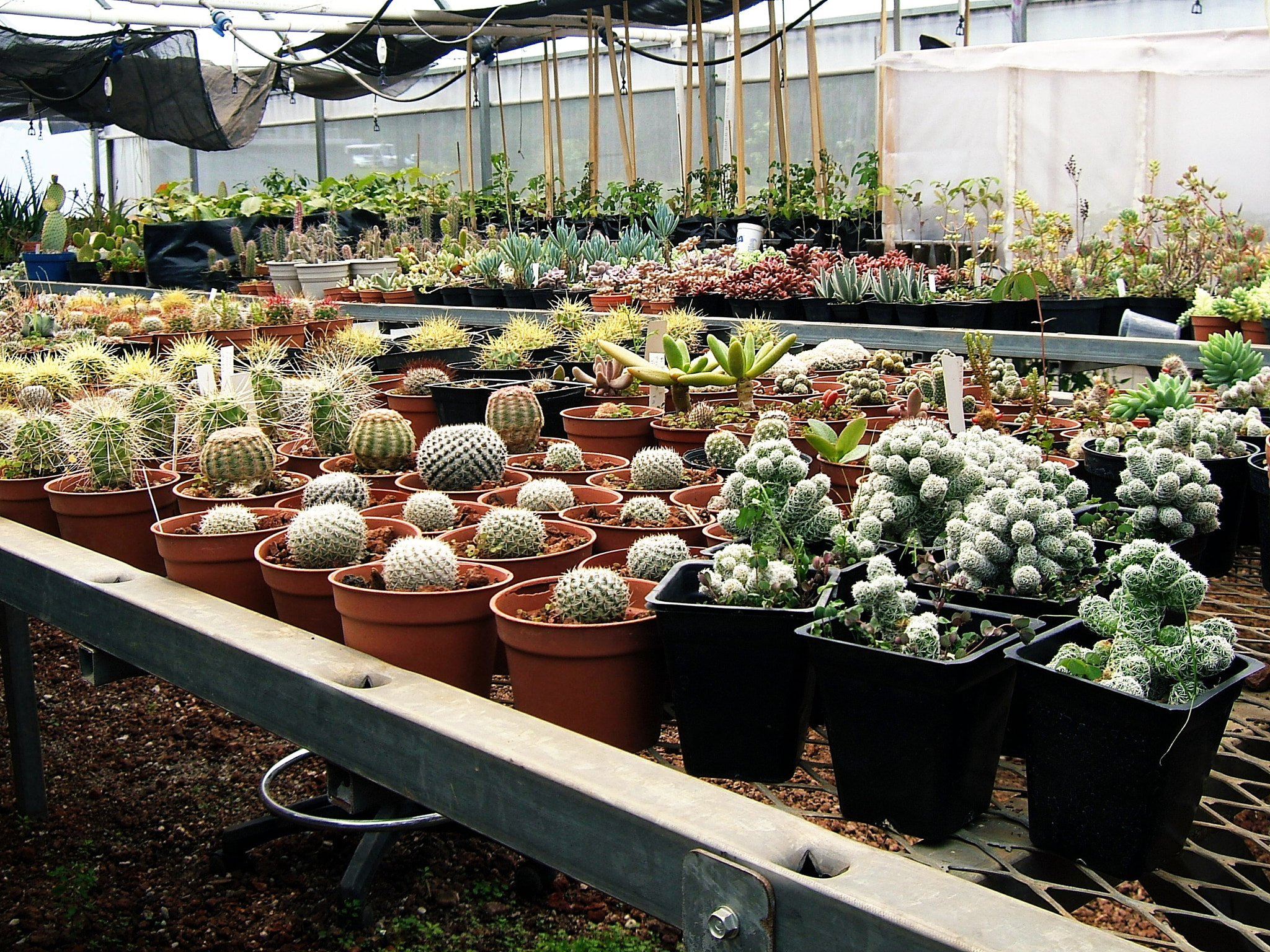 Fujifilm FinePix E550 sample photo. Greenhouse photography