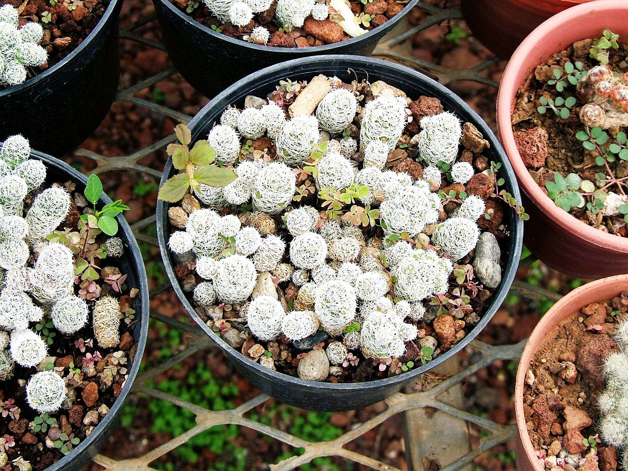 Fujifilm FinePix E550 sample photo. Greenhouse photography