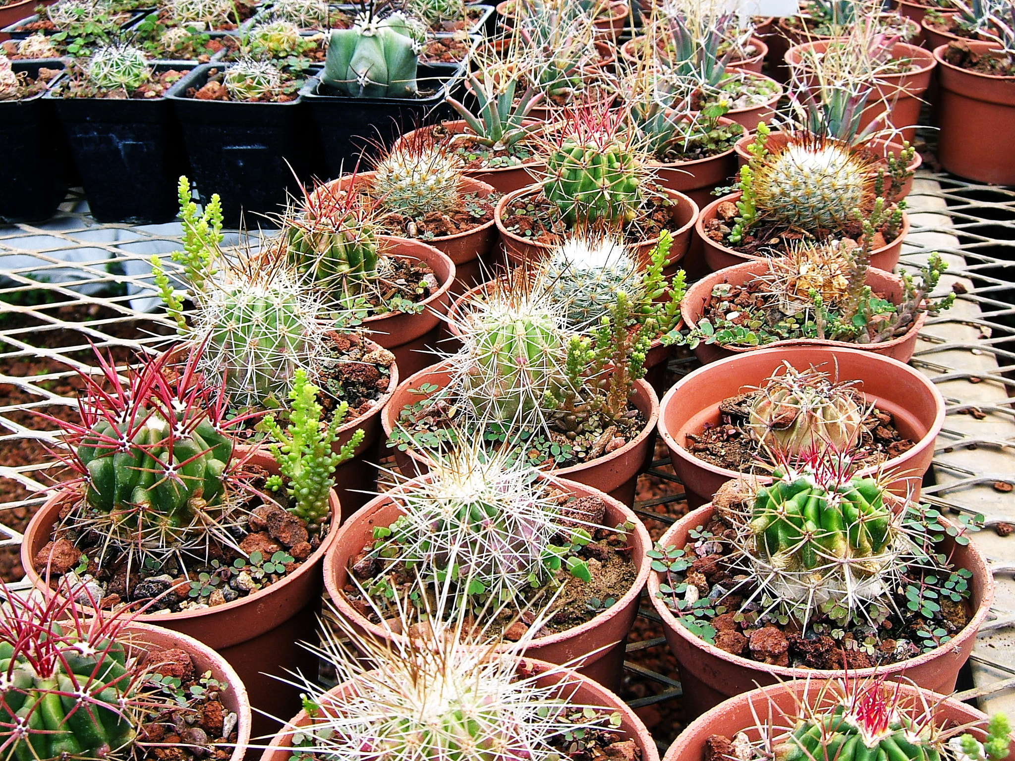 Fujifilm FinePix E550 sample photo. Greenhouse photography