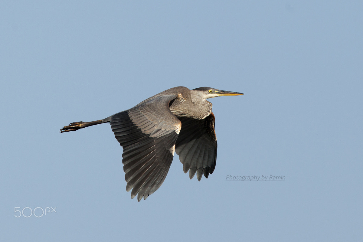 Canon EF 500mm F4L IS II USM sample photo. Sunny flight photography
