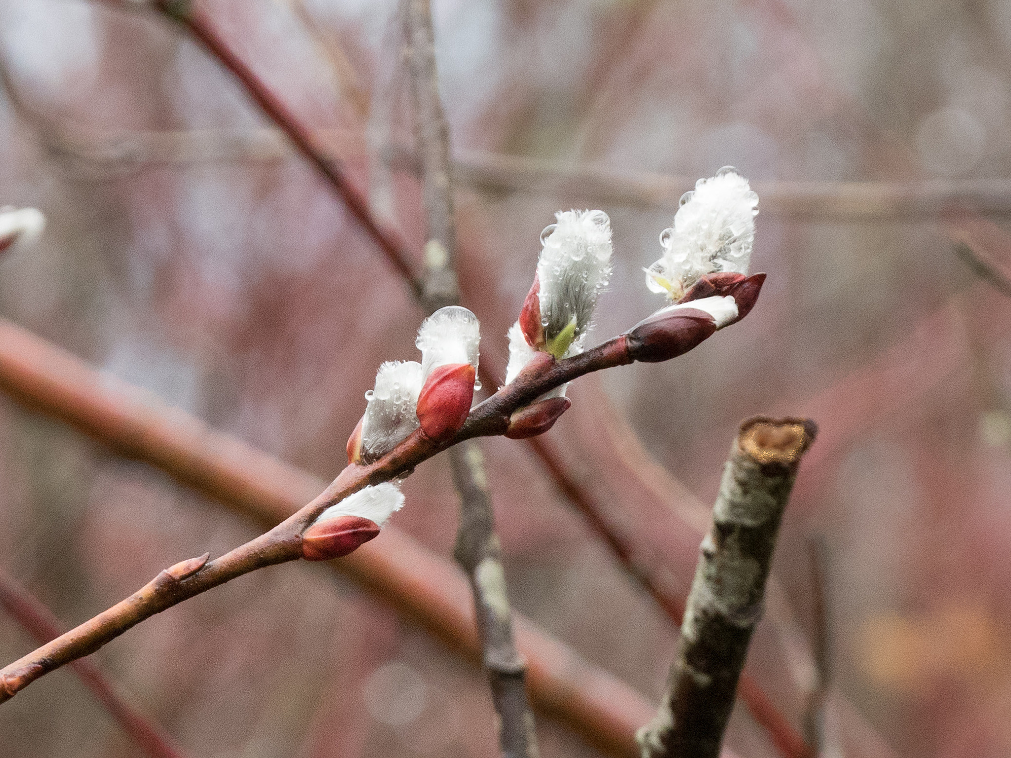 Panasonic Lumix G X Vario 35-100mm F2.8 OIS sample photo. Tree buds photography