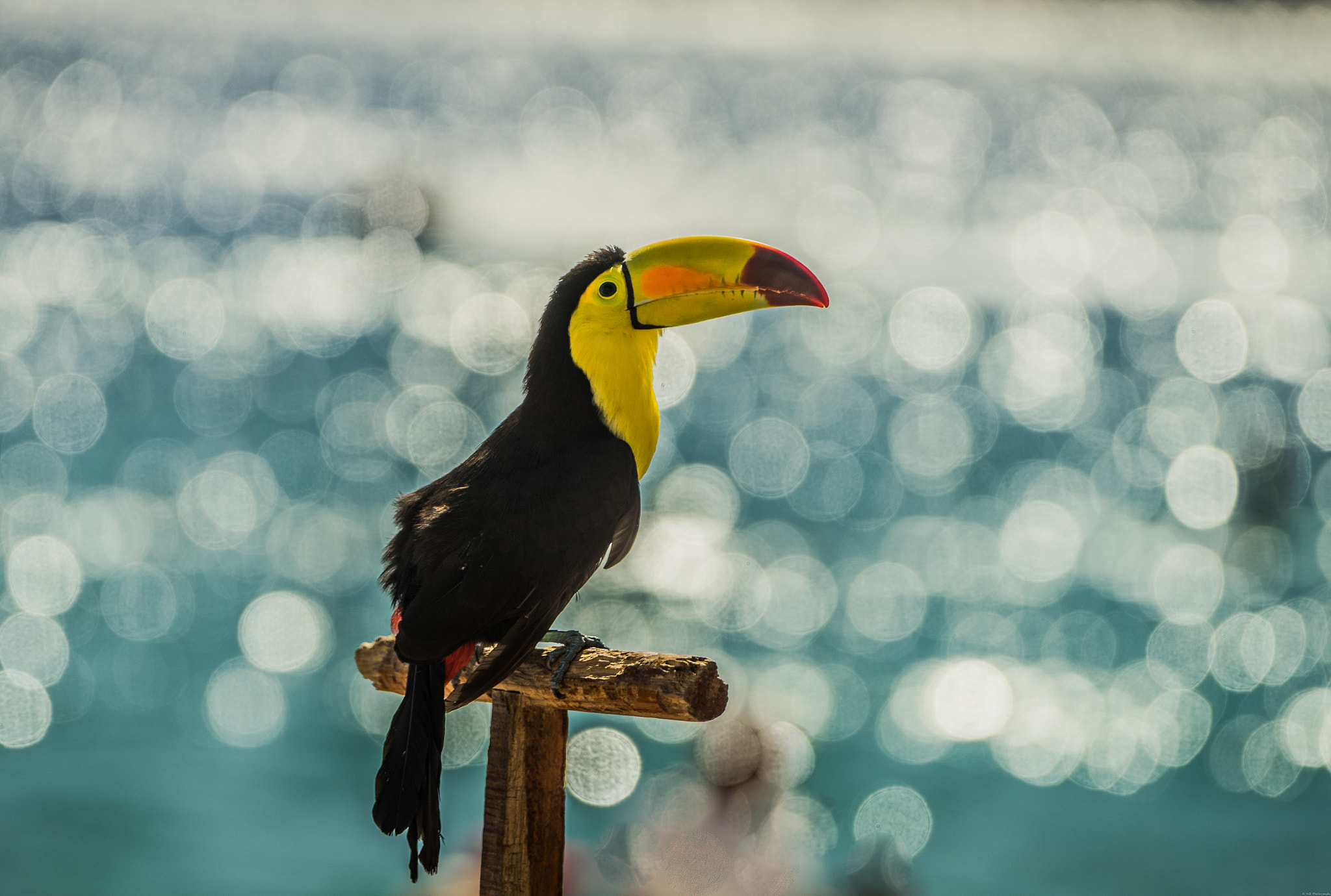 Sony 70-400mm F4-5.6 G SSM II sample photo. Sara photography