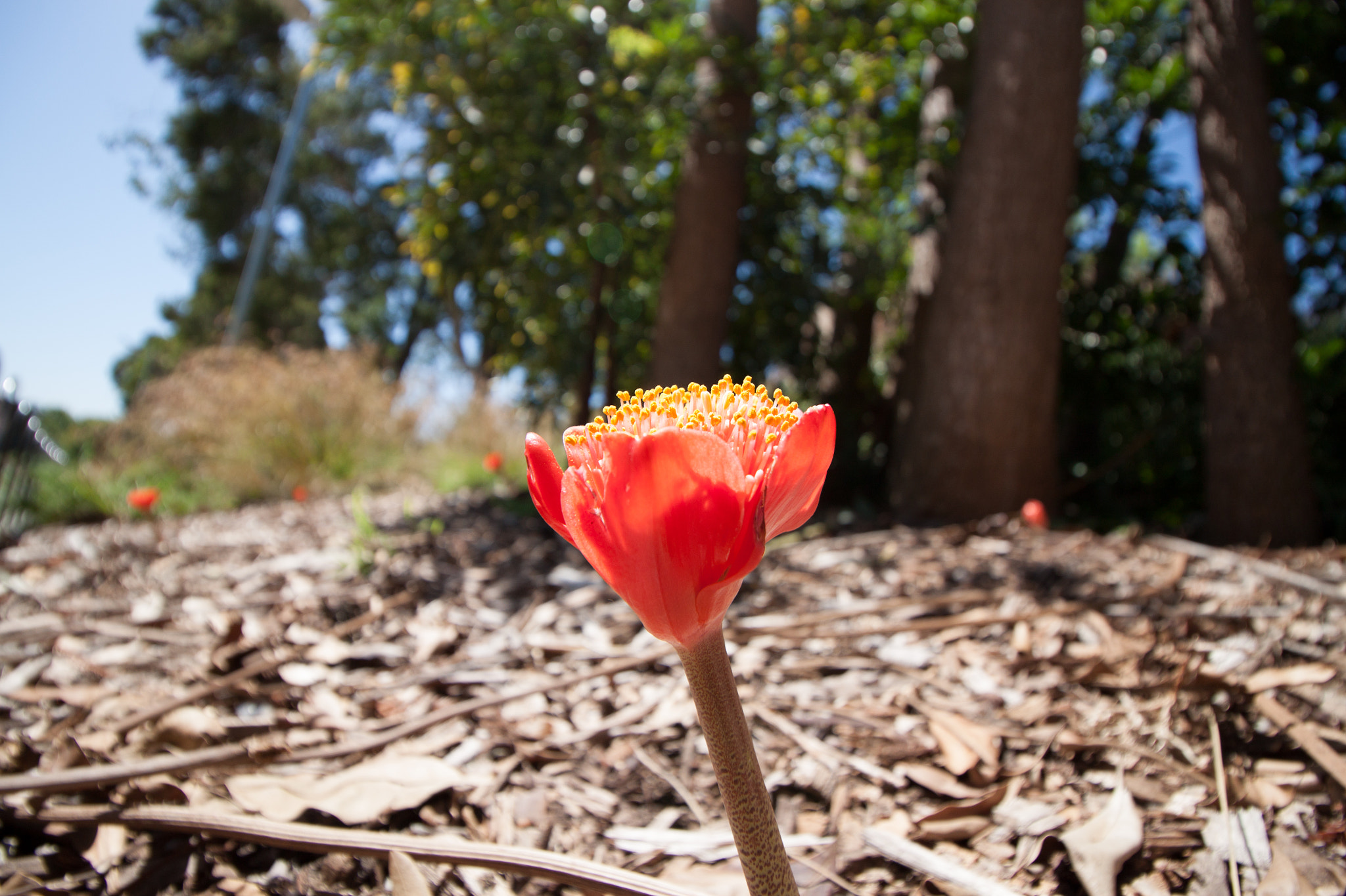 Canon EF-S 10-18mm F4.5–5.6 IS STM sample photo. Plant photography