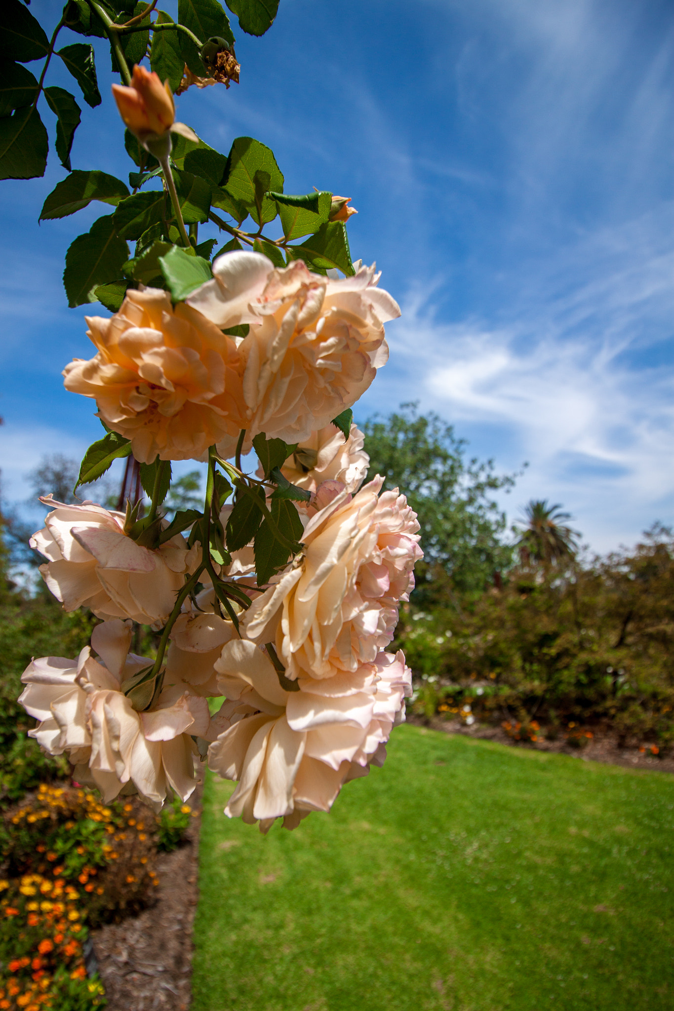 Canon EF-S 10-18mm F4.5–5.6 IS STM sample photo. Plant photography