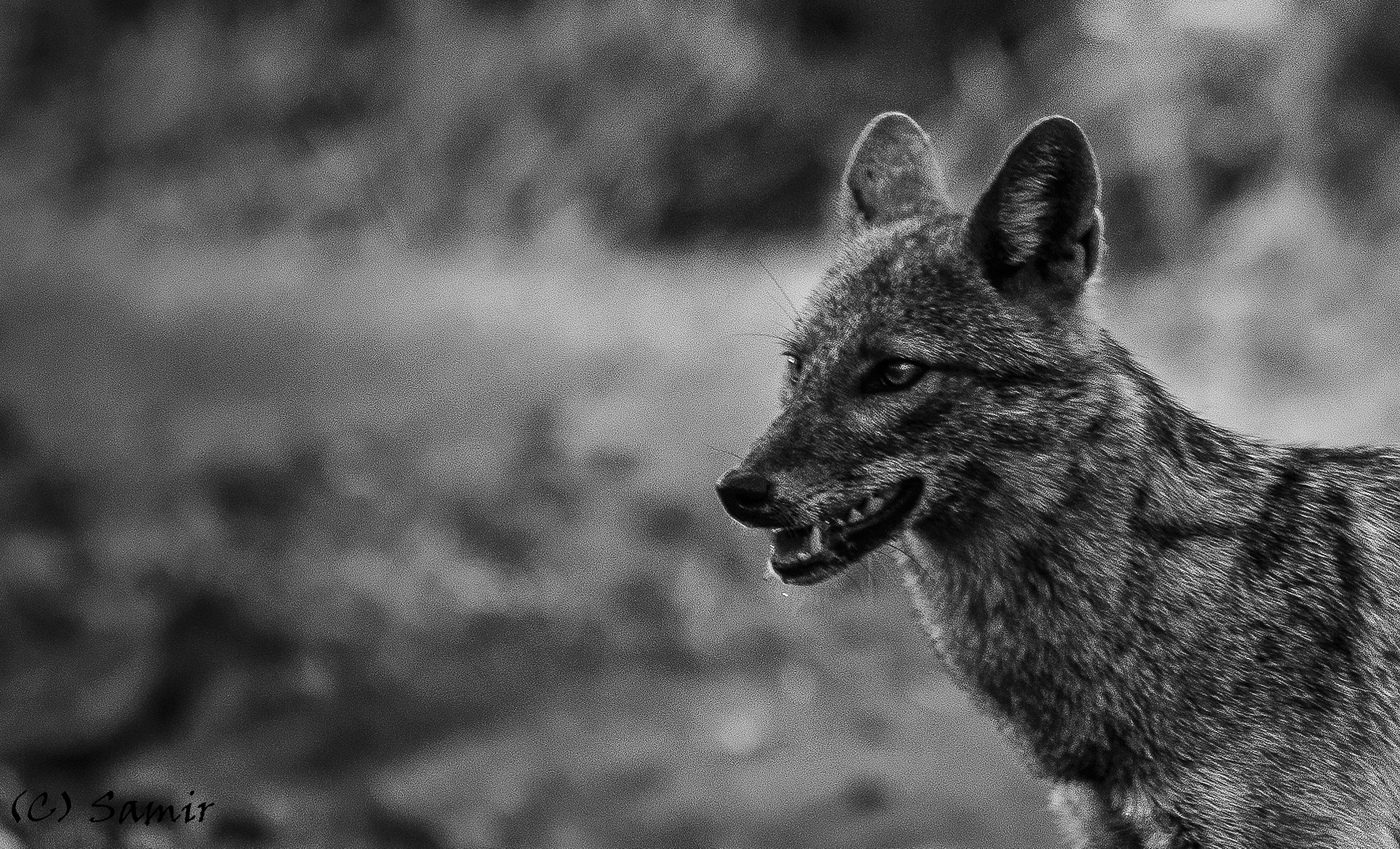 Sigma 150-500mm F5-6.3 DG OS HSM sample photo. Jackal photography