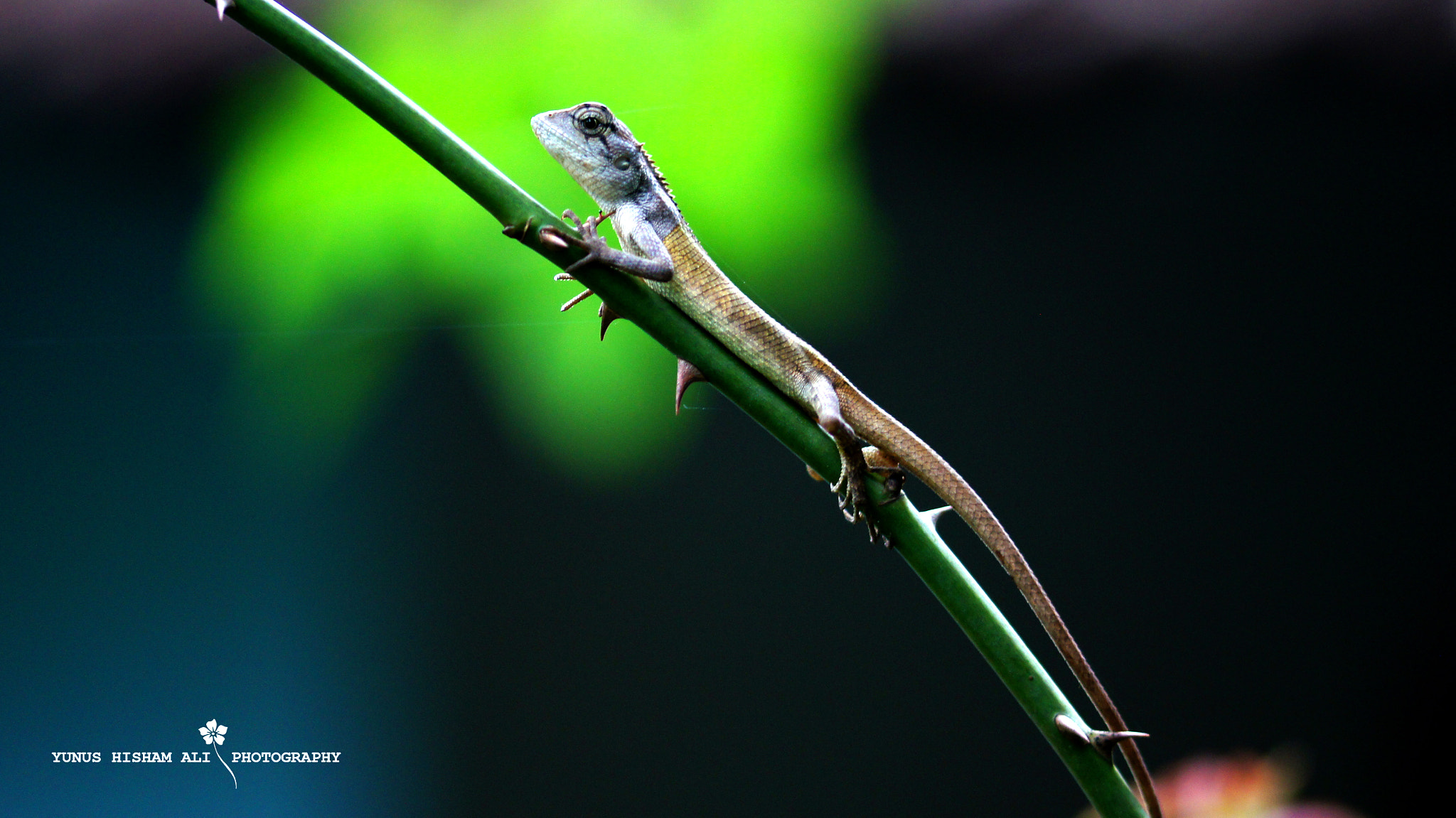 Sony SLT-A55 (SLT-A55V) + 105mm F2.8 sample photo. Chameleon photography